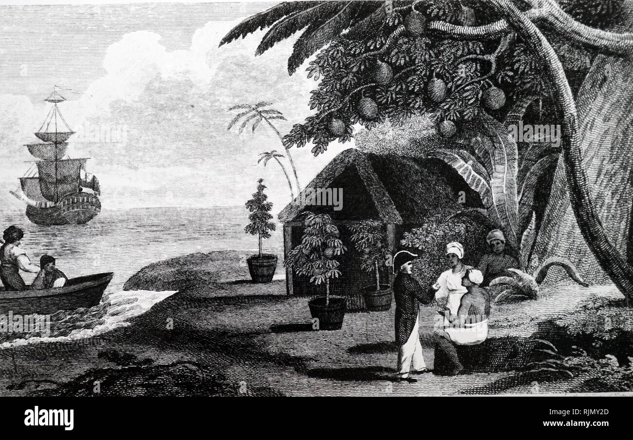An engraving depicting English naval officer, collecting Breadfruit (Artocarpus) plants. The purpose of William Bligh's voyage in HMS. Bounty,(1788) was to col1ect. Breadfruit plants from Otaheite (Tahiti) in the Pacific islands so that they could be grown in the West Indi es as a cheap source of food for Slaves. 1815 Stock Photo