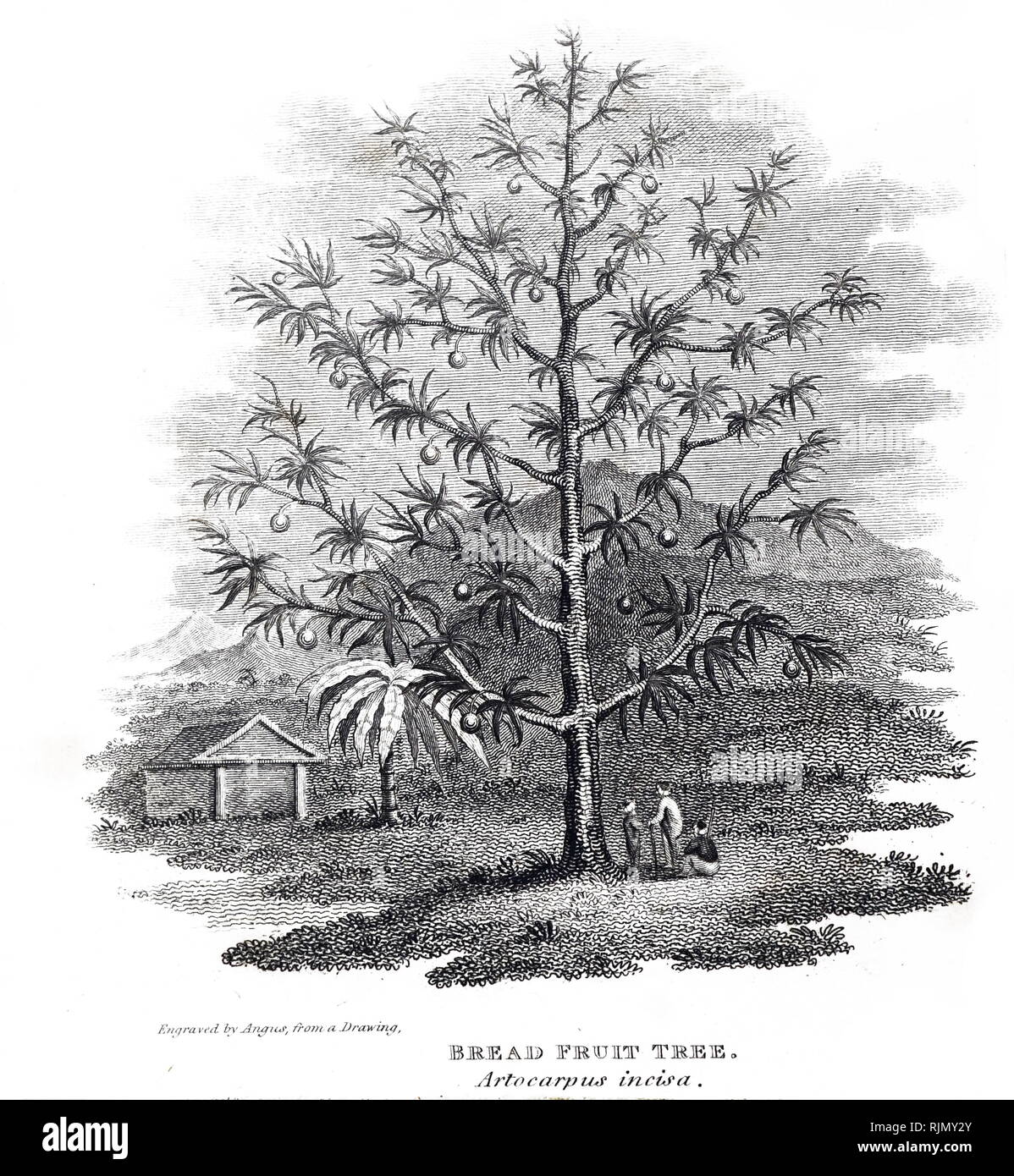 An engraving depicting Breadfruit tree from Otaheite (Tahiti) in the Pacific islands. 1815 Stock Photo