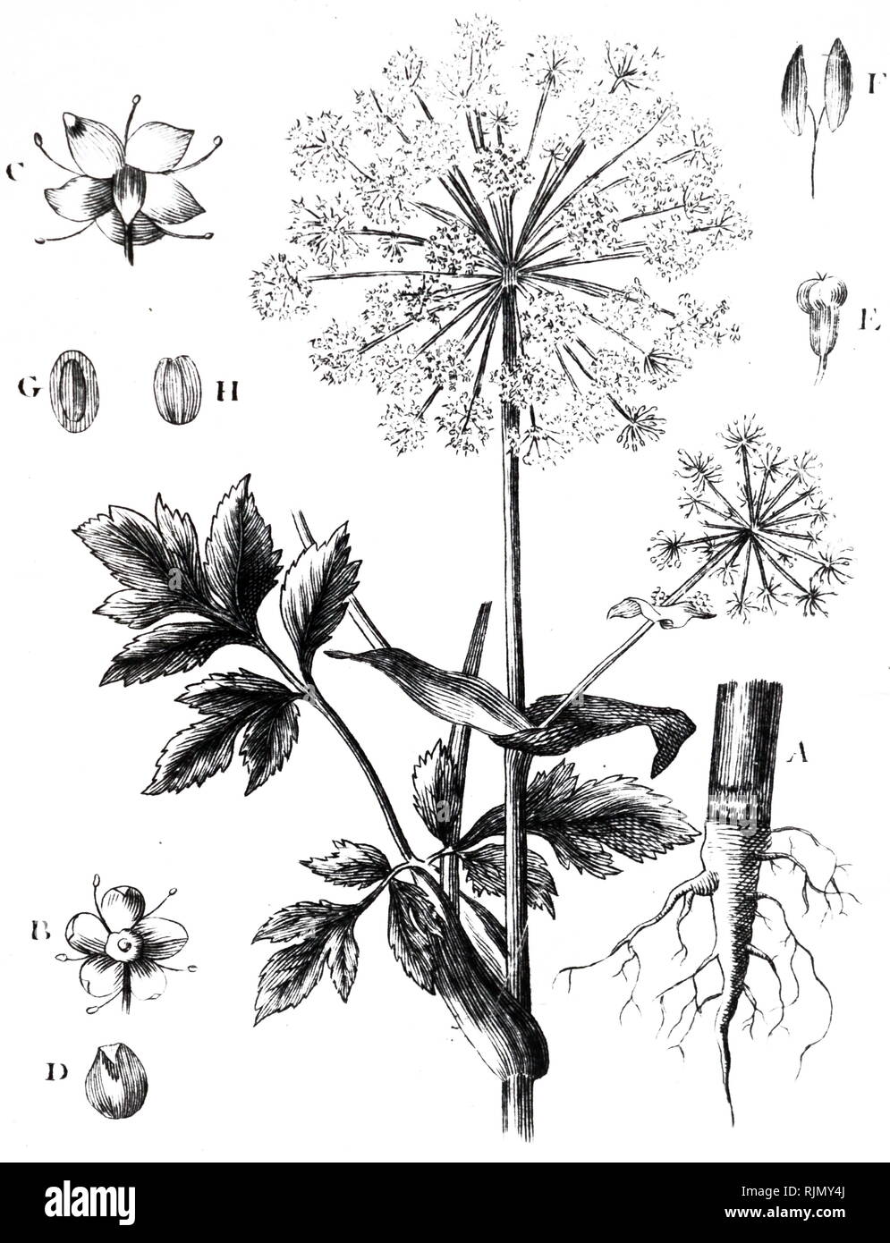 An engraving depicting Culinary ANGELICA stems and candied seeds were