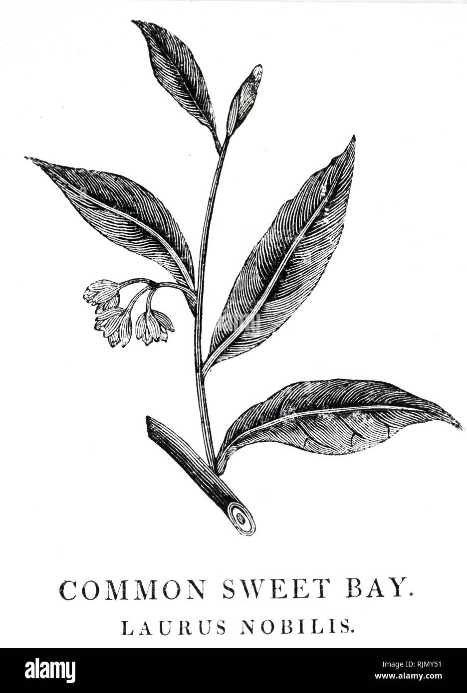 An engraving depicting Sweet BAY, Lauris Nobilis, used as a Culinary flavouring and a medicinal, External stimulant to expel wind.  From Robert John Thornton A New Family Herbal, London, 1810. Woodcut by Thomas Bewick Stock Photo
