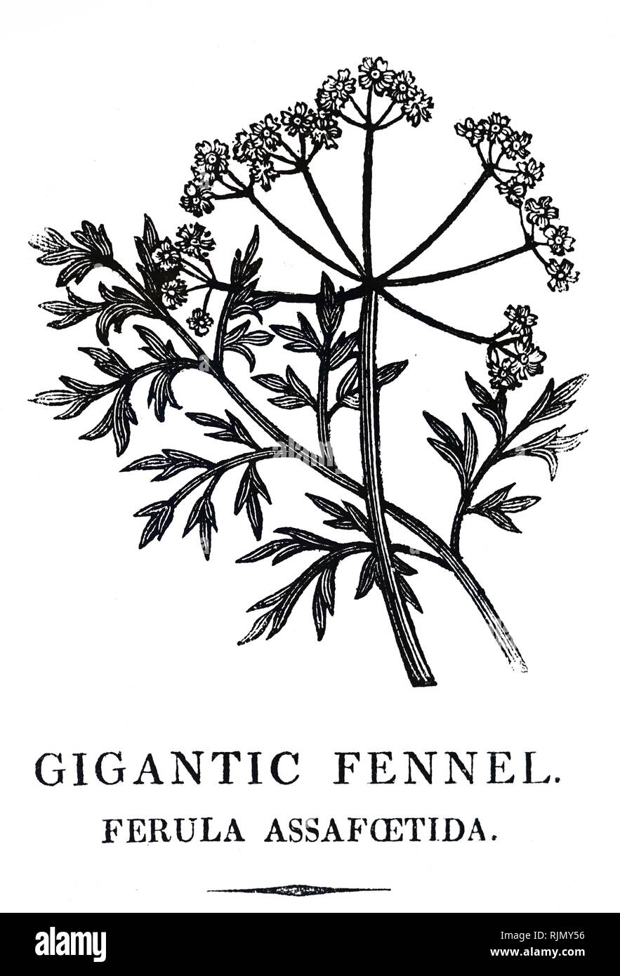 An engraving depicting Giant Fennel.  From Robert John Thornton A New Family Herbal, London, 1810. Woodcut by Thomas Bewick Stock Photo