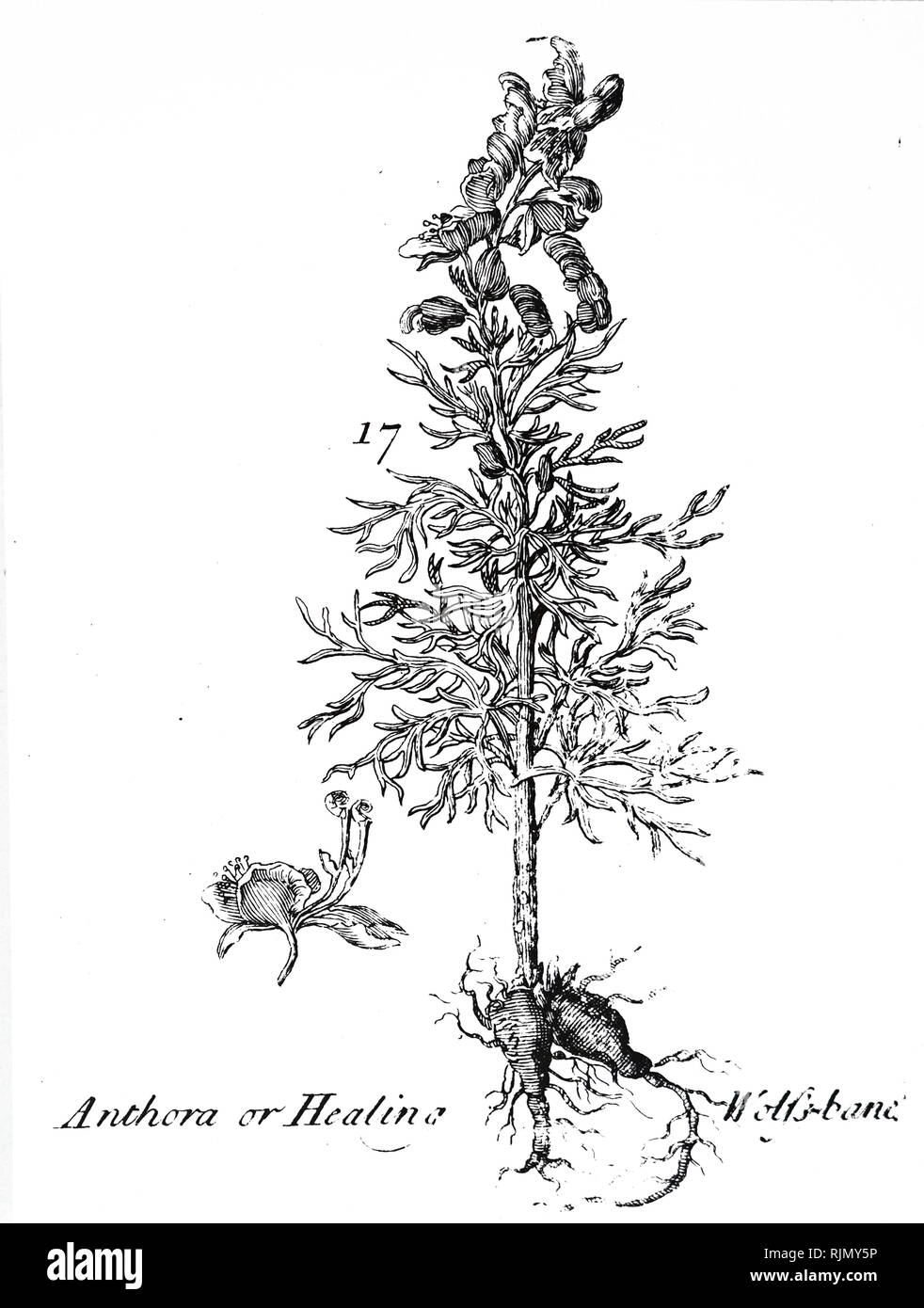 Wolves Bane History Wolfsbane Black and White Stock Photos & Images - Alamy