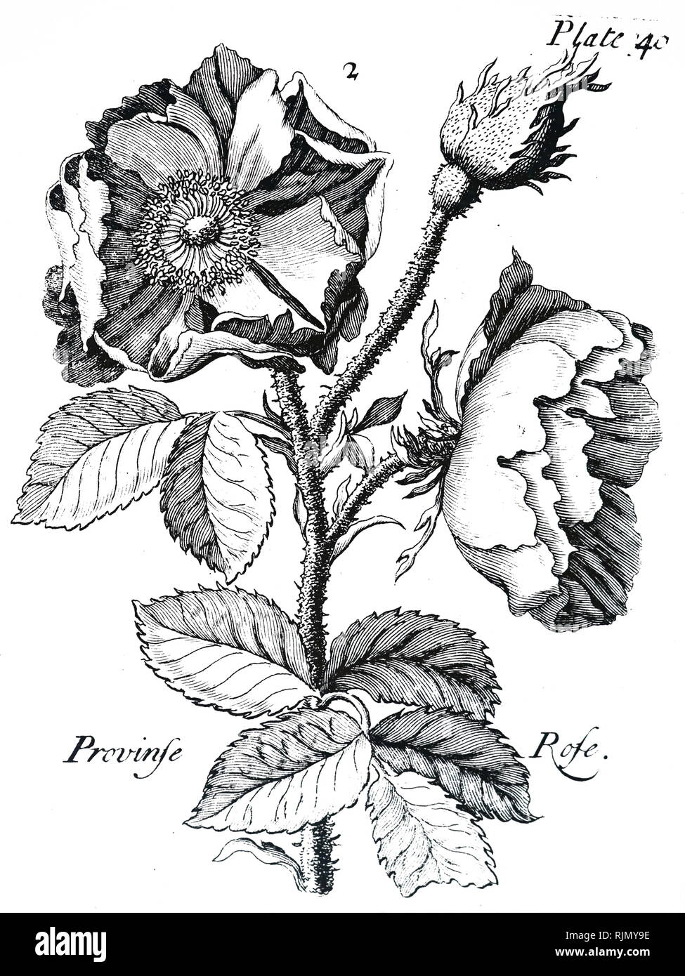 A woodcut engraving depicting a  Rosa centifolia: Cabbage Rose or Provence Rose. Dated 18th century Stock Photo