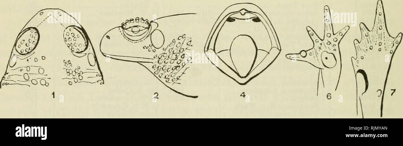 . The Batrachia of North America. Amphibians. 272 BULLETIN 34, UNITED STATES NATIONAL MUSEUM. BUFO COMPACTILIS Wiegru. Isis, 1833, l^. GGl ; Peters, Mon. Berl. Ac, 18B3, p. ti'J, iiiid 1873, p. (;-&gt;4 ; Bouleuger, Cat. Batr. Sal. Biit. Mm., p. 302. BkJ'o KpcciositK Girartl, Proceed. Ac. Pbila., 1854, p. 8(j, uiulU. S. Mex. Buiiiul. Siirv. ii, p. 2C&gt;, PL 40, lig. 5-10. Jiitfo aiiDiiKilus Guiitli., Cat. Batr. Sal. Brit. Miis., 18(!8, p. 57. JiiiJ'u hvifrons Bocourt, Bull. Soc. Philom, (7), i, p. 187. DromopJi'ctni^ anomaJiis Canierano, Atti. Ace. Tor., xiv, p. 882. Head moderate; its upper  Stock Photo