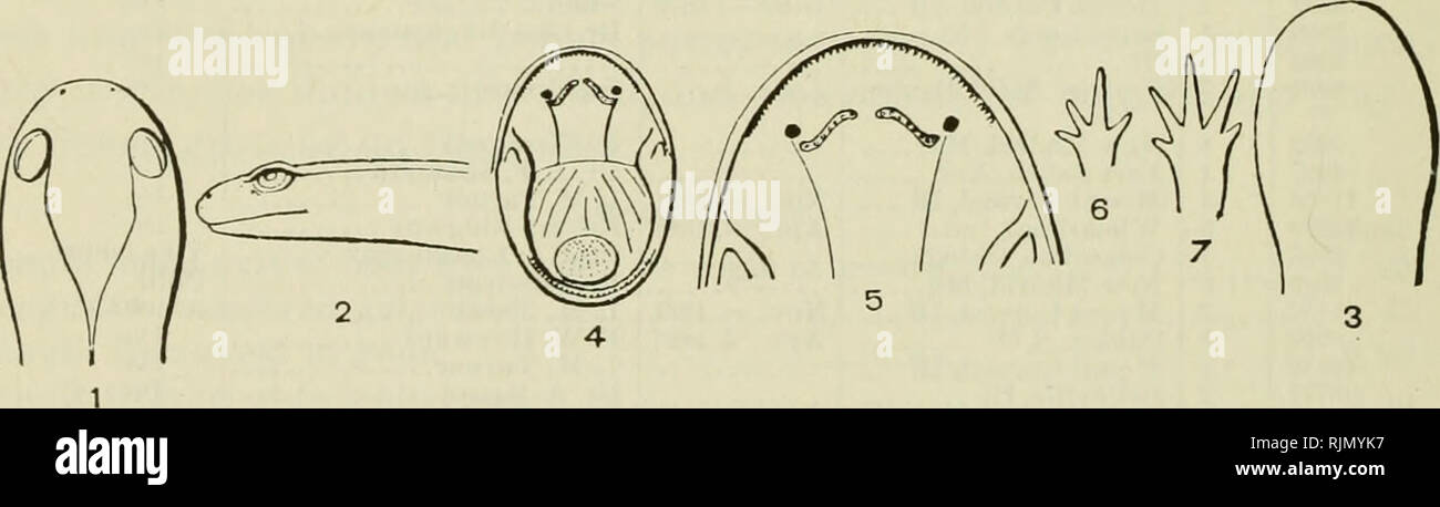 . The Batrachia of North America. Amphibians. 104 BlTLLF/riN 3i, UNITED STATES NATIONAL MUSEUM. CHONDROTUS TEXANUS Mattbes. (Plate 51, fig. 19) Salamandra tcxana, Matthos, Allgom. dentscbo naturli. Zcitnng, i, 18.^)5, p. 266. Amhhjstoma icxavum Baird, U. S. Mex. Boiiiul. Surv., ii, Rept., 20, PI. 35, fig. 15; Cope, Proc. Ac. Pliila., 1807, p. 204; Strancb, Salam., p. 05 ; Boulciiger, Cat. Batr. Grad. Brit. Mus., cd. ii, 1882, p. 50. The description of this species is taken from specimeus which are not fully grown. The proportions are, however, ninch those of the C. microsfoimis at the same age Stock Photo