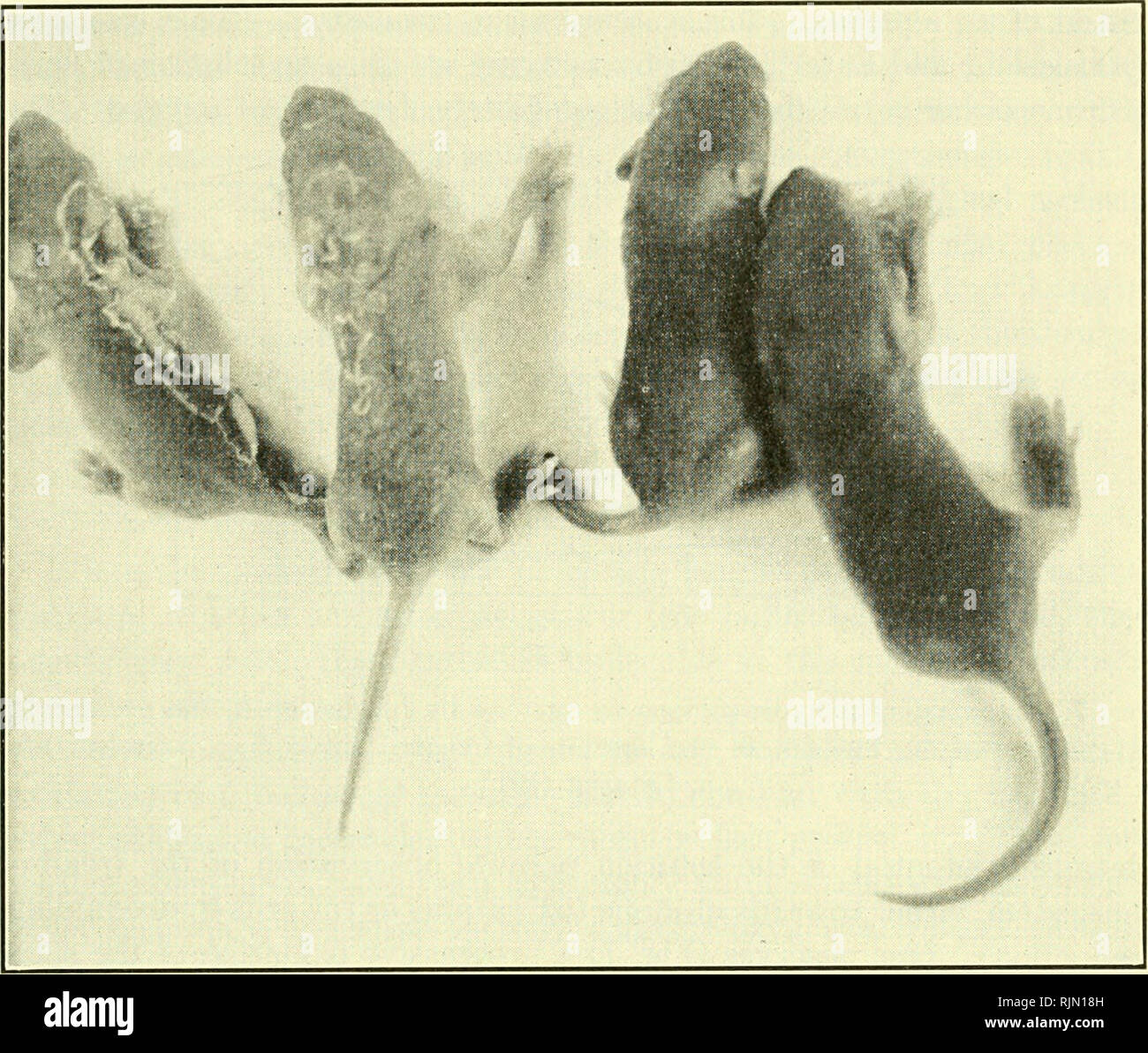 The basic aspects of radiation effects on living systems. Radiation --  Physiological effect. SENSITIZATION BY OXYGEN 251 period, and later most of  them can be easily revived. Mice asphyxiated by nitrogen