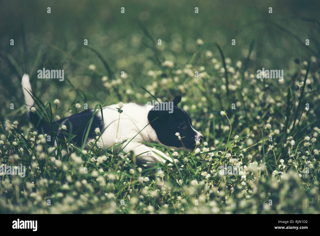 Cute puppies dog running in the meadow Stock Photo Alamy