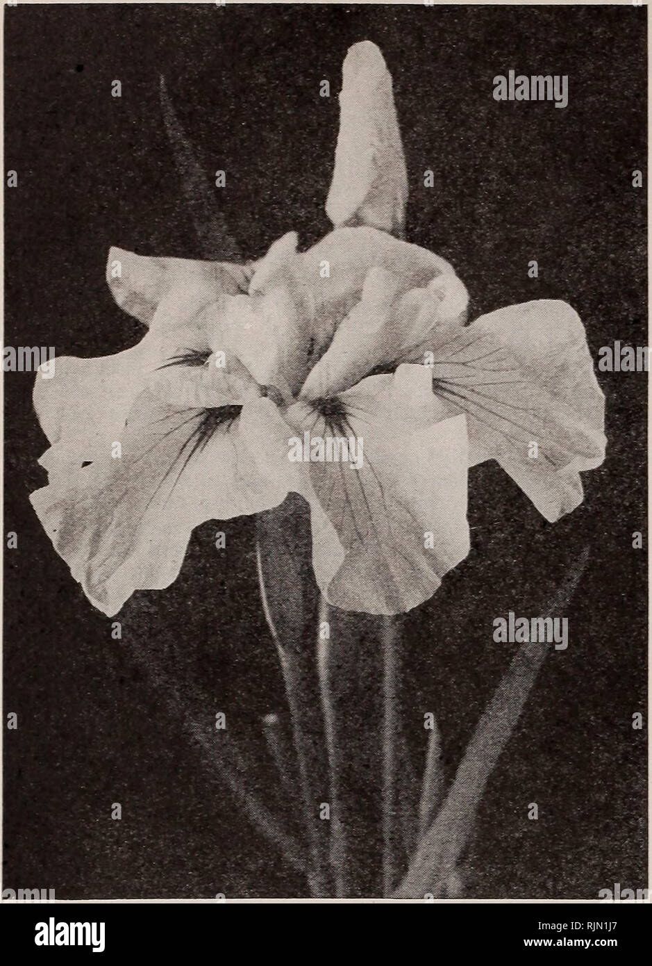 . Barnard's seeds, bulbs, shrubs 1917. Seeds Catalogs; Vegetables Seeds Catalogs; Flowers Seeds Catalogs; Fruit Seeds Catalogs; Nurseries (Horticulture) Catalogs. Japanese Iris GERMAN IRIS—Continued shade. The blending- of tints and colorings are rare for an iris. Each, 25c; doz., $2.50. Mad. Chereau. Pure white, edged with azure blue; falls deep white with blue penciling. Each, 15c; doz., $1.50. Mrs. H. Darwin. Pure white, falls slightly reticulated vio- let at the base; very beautiful and free flowering. 2 ft. Early. Each, 20c; doz., $2.00. Pauline. Standards bright blue, falls a little dark Stock Photo