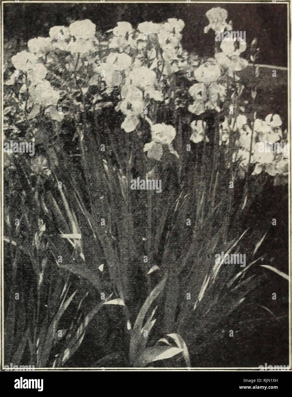 . Barnard's 1927. Seeds Catalogs; Vegetables Seeds Catalogs; Flowers Seeds Catalogs; Nurseries (Horticulture) Catalogs. The W. W. Barnard Co., 231-235 W. Madison St., Chicago 93 Iris Pumila—Early Dwarf Bearded Especially suitable for edging1 of beds and walks, and lovely with early tulips. Atroviolacea. Deep purple. Each, 25c; 3 for 65c Excelsa. Clear deep yellow. Each, 30c; 3 for 80c Hybrida Schneecuppe (Snow Cup). Fine large-flow- ering white. F. slightly reticulated yellow at the base. Each, 40c; 3 for $1.10 Beardless Iris SIBERIAN Orientalis (Syn. Sanguinea). 18-inch, late. Intensely brill Stock Photo