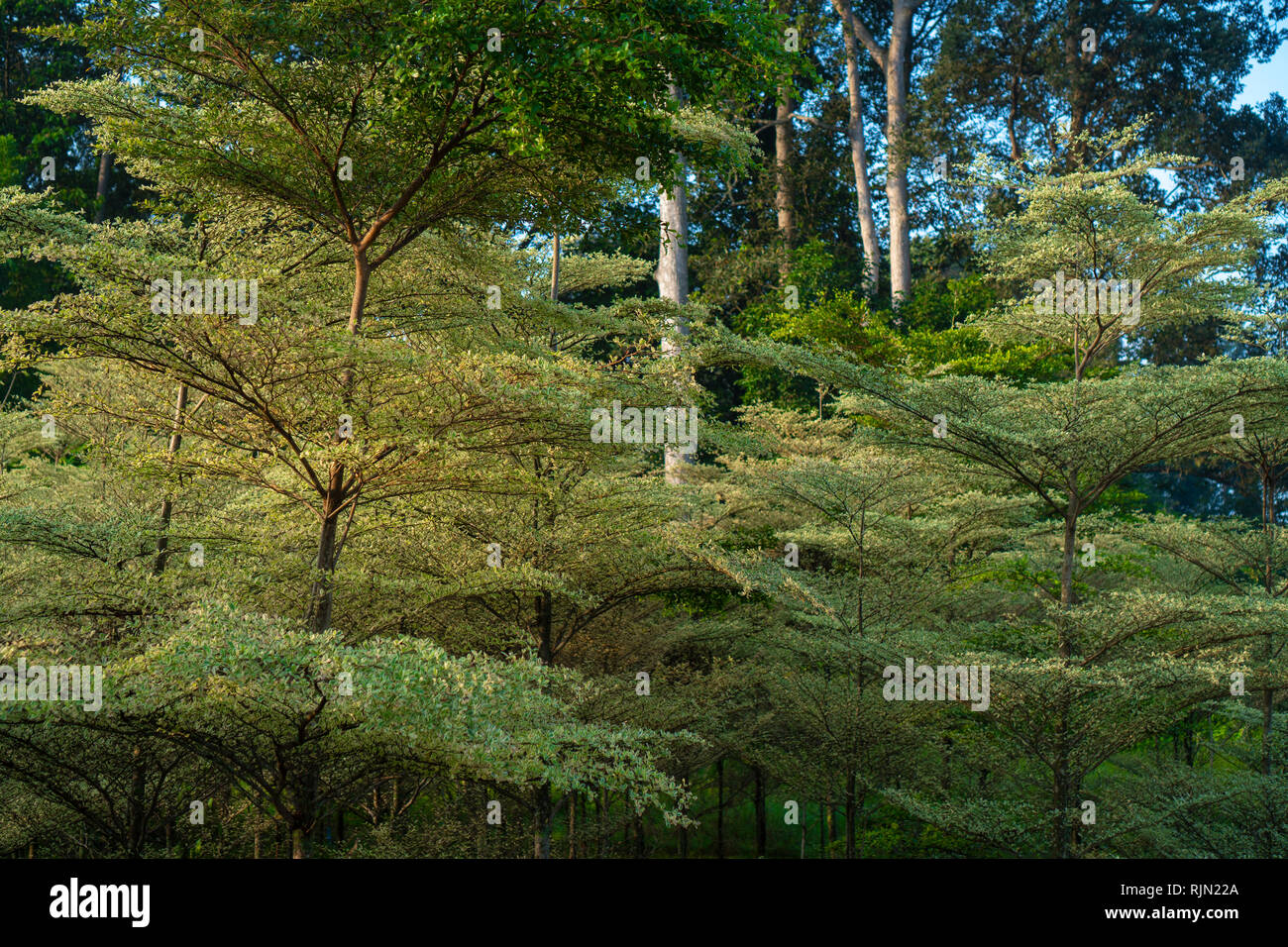 Plant In Garden Cafe Shop Stock Photo Alamy