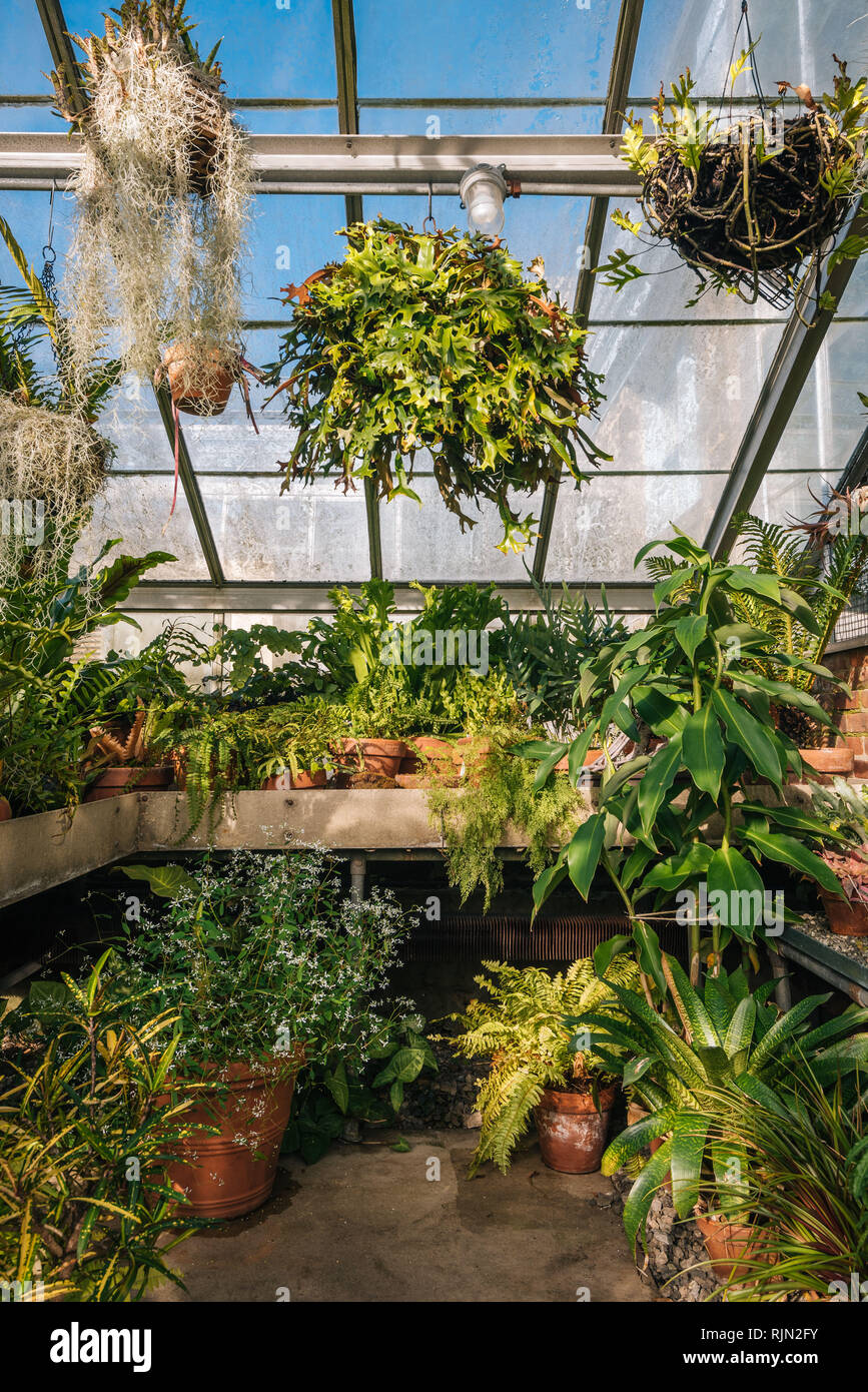 Plants in the greenhouse at Wave Hill Public Gardens, The Bronx, New