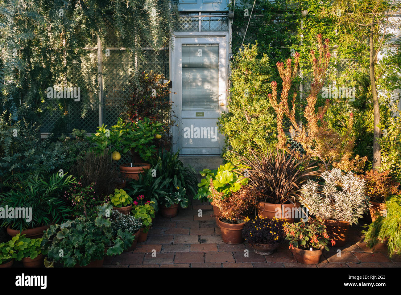 Inside the greenhouse at Wave Hill Public Gardens, in the Bronx, New