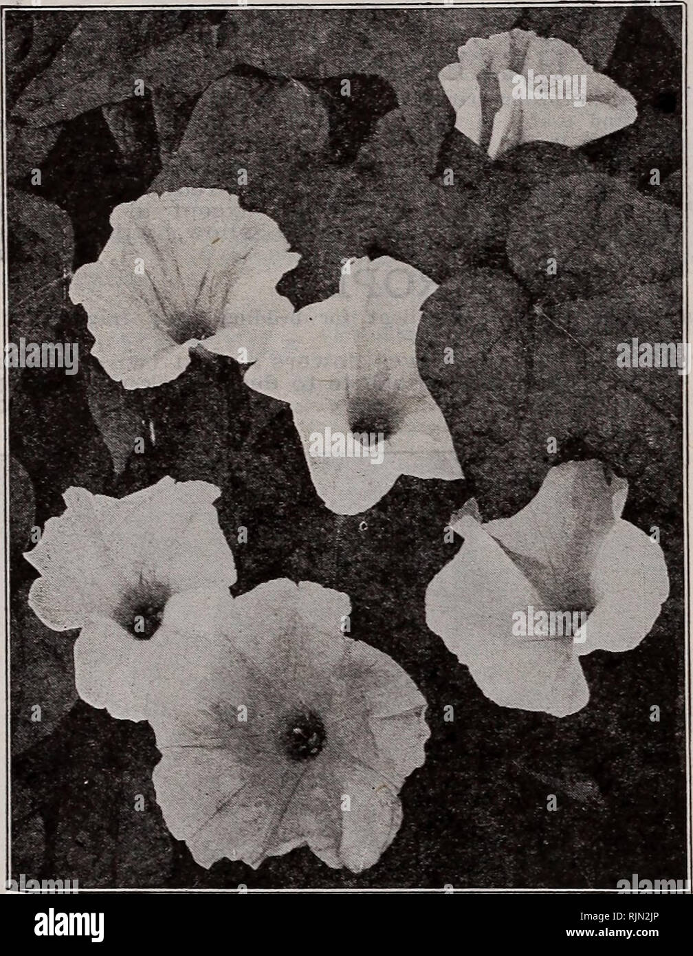 . Barnard's seeds, bulbs, shrubs 1922. Seeds Catalogs; Vegetables Seeds Catalogs; Flowers Seeds Catalogs; Fruit Seeds Catalogs; Nurseries (Horticulture) Catalogs. 60 The W. W. Barnard Co., 231-235 W. Madison St., Chicago ICE PLANT Tender annual of drooping habit. Useful in baskets and vases. Has peculiar leaves covered with small pustules. 3155âCrystallinum. Fine for pots 10c IMPATIENS (Zanzibar Balsam) G. P. 1 foot. Valuable for pot culture as well as bedding. The delicate flowers are very pretty and constantly in bloom. 3160â Holstii. Vermilion 10c 3161â Sultani. Bright rose 10c 3166âSultani Stock Photo