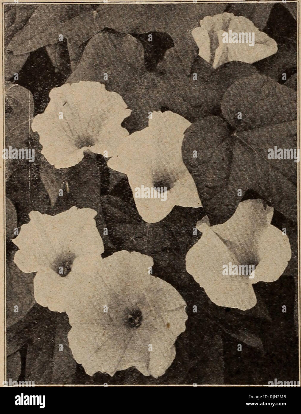 . Barnard's seeds, bulbs, shrubs 1921. Seeds Catalogs; Vegetables Seeds Catalogs; Flowers Seeds Catalogs; Fruit Seeds Catalogs; Nurseries (Horticulture) Catalogs. 60 The W. W. Barnard Co., 231-235 W. Madison St., Chicago ICE PLANT Tender annual of drooping habit. Useful in baskets and vases. Has peculiar leaves covered with small pustules. 3155—Crystallinum. Fine for pots 10c IMPATIENS (Zanzibar Balsam) G. P. 1 foot. Valuable for pot culture as well as bedding. The delicate flowers are very pretty and constantly in bloom. 3160— Holstii. Vermilion 10c 3161— Sultani. Bright rose 10c 3166—Sultani Stock Photo