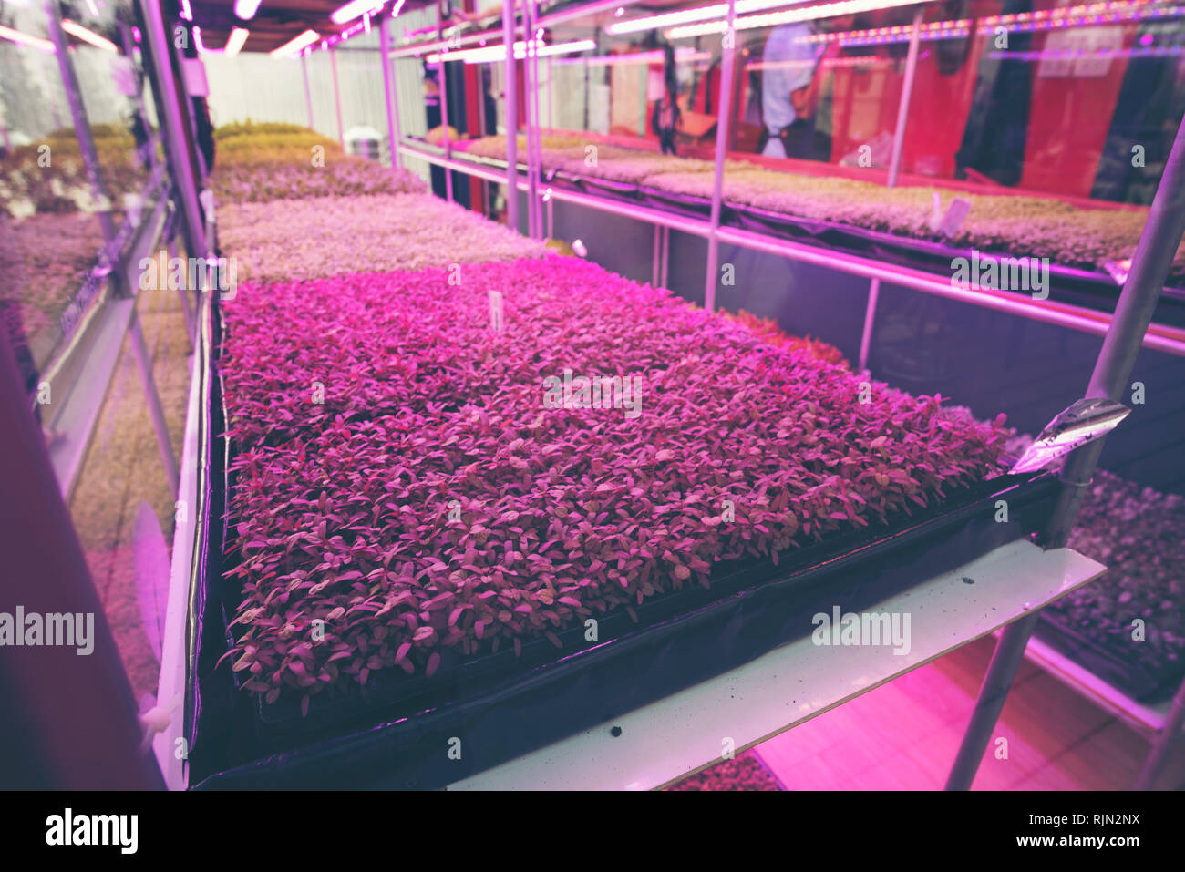 Plant seedlings in the closed system laboratory Stock Photo