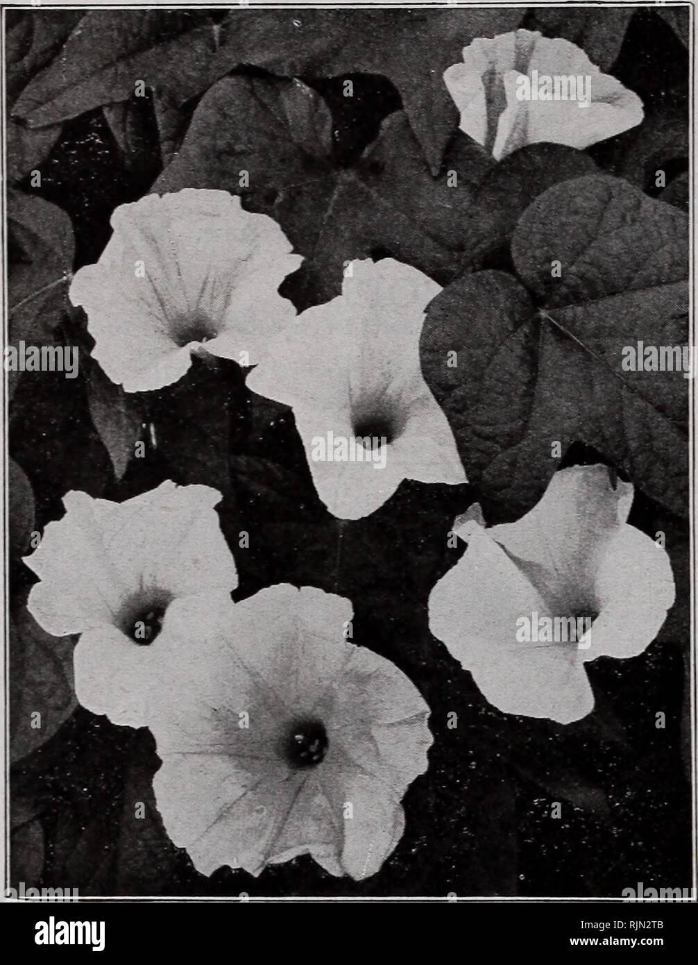 . Barnard's seeds, bulbs, shrubs 1923. Seeds Catalogs; Vegetables Seeds Catalogs; Flowers Seeds Catalogs; Fruit Seeds Catalogs; Nurseries (Horticulture) Catalogs. 60 The W. W. Barnard Co., 231-235 W. Madison St., Chicago ICE PLANT Tender annual of drooping habit. Useful in baskets and vases. Has peculiar leaves covered with small pustules. 3155—Crystallinum. Fine for pots 10c IMPATIENS (Zanzibar Balsam) G. P. 1 foot. Valuable for pot culture as well as bedding. The delicate flowers are very pretty and constantly in bloom. 3160— Holstii. Vermilion 10c 3161— Sultani. Bright rose 10c 3166—Sultani Stock Photo