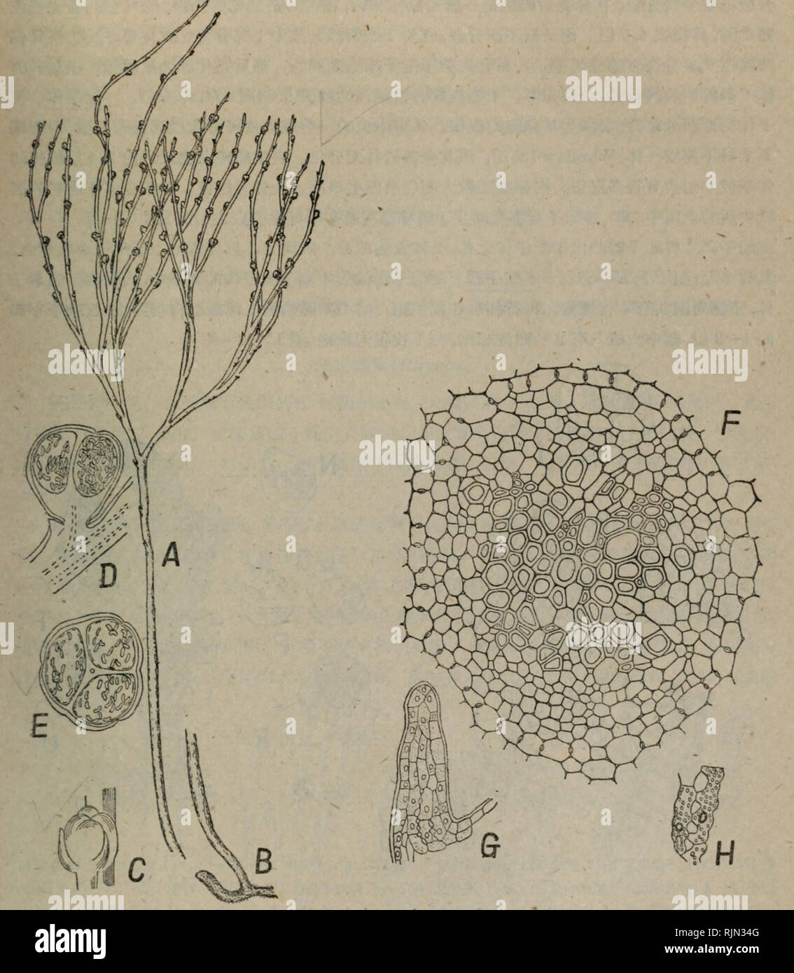 Aa 5a High Resolution Stock Photography And Images Alamy