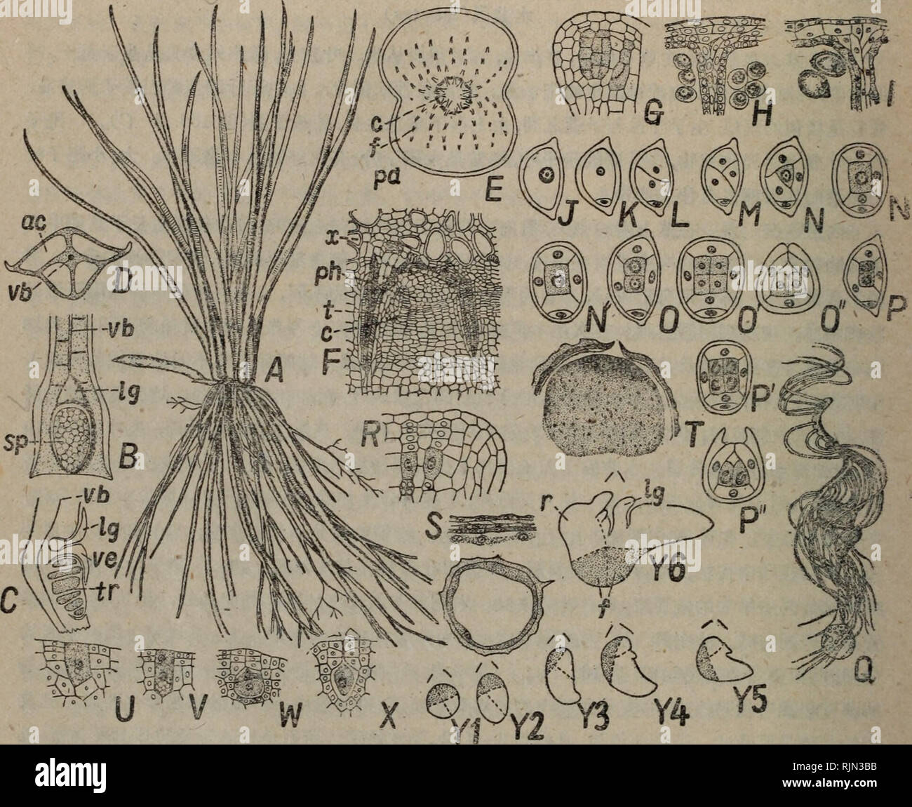 . bao zi zhi wu xing tai xue. Botany. 224 ç¬¬åç·¨è¨ç±»æ¢³ç©. å¾166.æ°´^:å·¦å¨æ¯ææéçæ°´é-ï¼Jsoeies .7'&lt;?po&quot;z'coOçåçå¾ï¼åç¿å¶çåºé¨ï¼ï¼7.æ°´é-ç1ç§ï¼J. ZcicMstn's), å¶çåºé¨å´é¢è§£å^; D.æ!?gæ°´é-å¶çmæ-é¢ï¼E.åæ°´H (J. sinensis)èçæ¨ªæ-é¢ç¥å¾ï¼F.å^7.ç¶-çæä¸é¨åç æ¾å¤§ï¼GâI./.Zarastn'så°å-¢å-åçåè²;G.å¹¼çå°æ±å-å¢ï¼:ç¹çæ¯äº§æ±|1ç¹ï¼i^â/.åæ°´é-å°æçåå·²æçï¼^å° æ±å-åï¼J-Q. r.ZacMs.æ±å-åï¼è¿¹ï¼å¶ææï¼ï¼fr.é15ã M.S.D.å®ç©åçï¼ä¸´Goebel; S./'.^T. J.S. !)Â£éèªç«äº¬çåæ°´ çç³éåçï¼Jä¸fMS Liebig; Q.f^ Dracinachi; T. U. V. W. X. IIS Smith; YlâYQ.iiS, Eames) ç´°èãä¸-å¤®ç´°èåè£æä¸º4æéé å-æ¯ç´°èãæ¯æäº§ç1æéé å-ãéé  Stock Photo