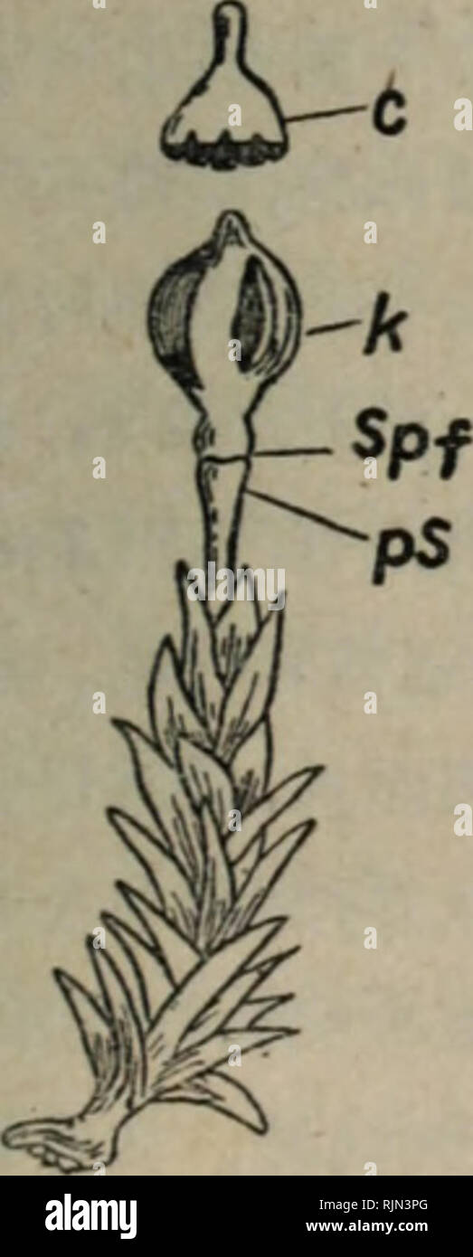 Bao Zi Zhi Wu Xing Tai Xue Botany A 155 Ae C Ei G E A Acºµae C A I A A A A Acampbell A Chimper E Ec I Andreaeales Ae C C A E Ec Aªae1a I A C C A A e C C A C A I Ae E Aeae E E Ace A E A A C A Aeªi A A A Aecae C E Ae4e I A E C Ce Aº A A E E Bao Zi Zhi Wu Xing Tai Xue Botany A 155 Ae C Ei G E A Acºµae C A I A A A A Acampbell A Chimper E Ec I Andreaeales Ae C C A E Ec Aªae1a I A C C A A e C C A C A I Ae E Aeae E E Ace A E A A C A Aeªi A A A Aecae C E Ae4e I A E C Ce Aº A A E E