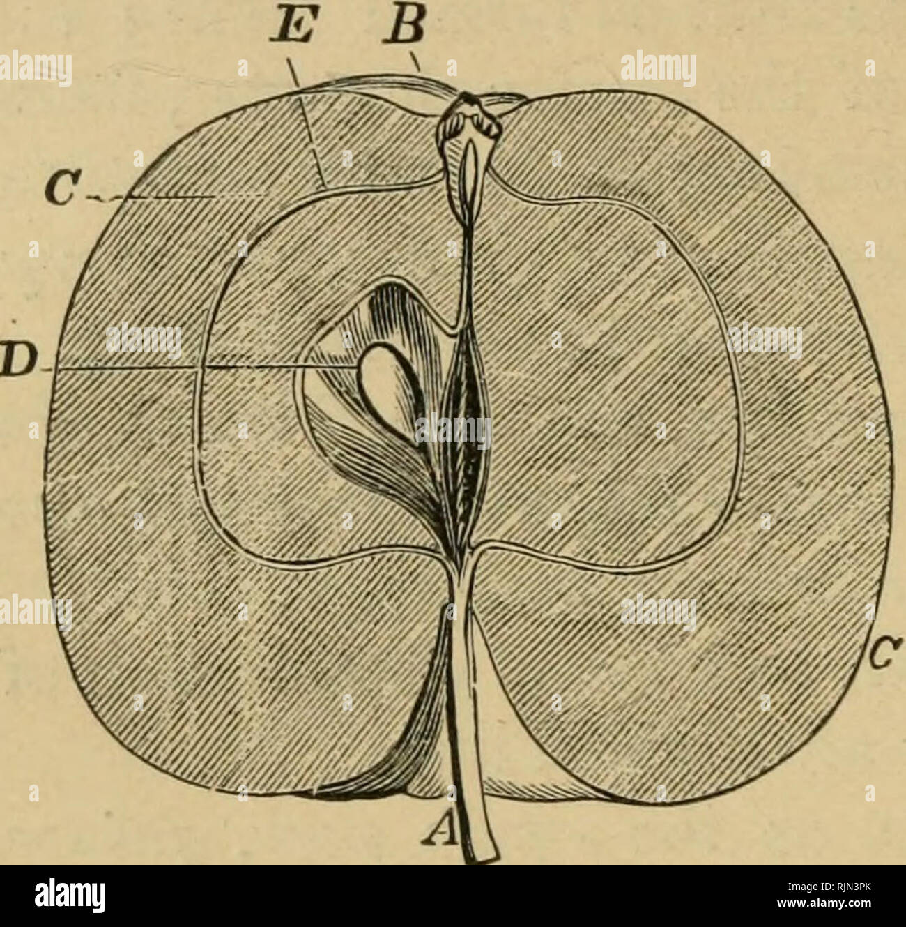 Barry's Fruit garden. Fruit-culture. [from old catalog]. 58 ...