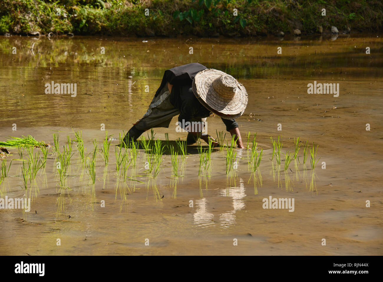 Farmer planting rice at the UNESCo rice terraces of Batad, Banaue, Mountain Province, Philippines Stock Photo