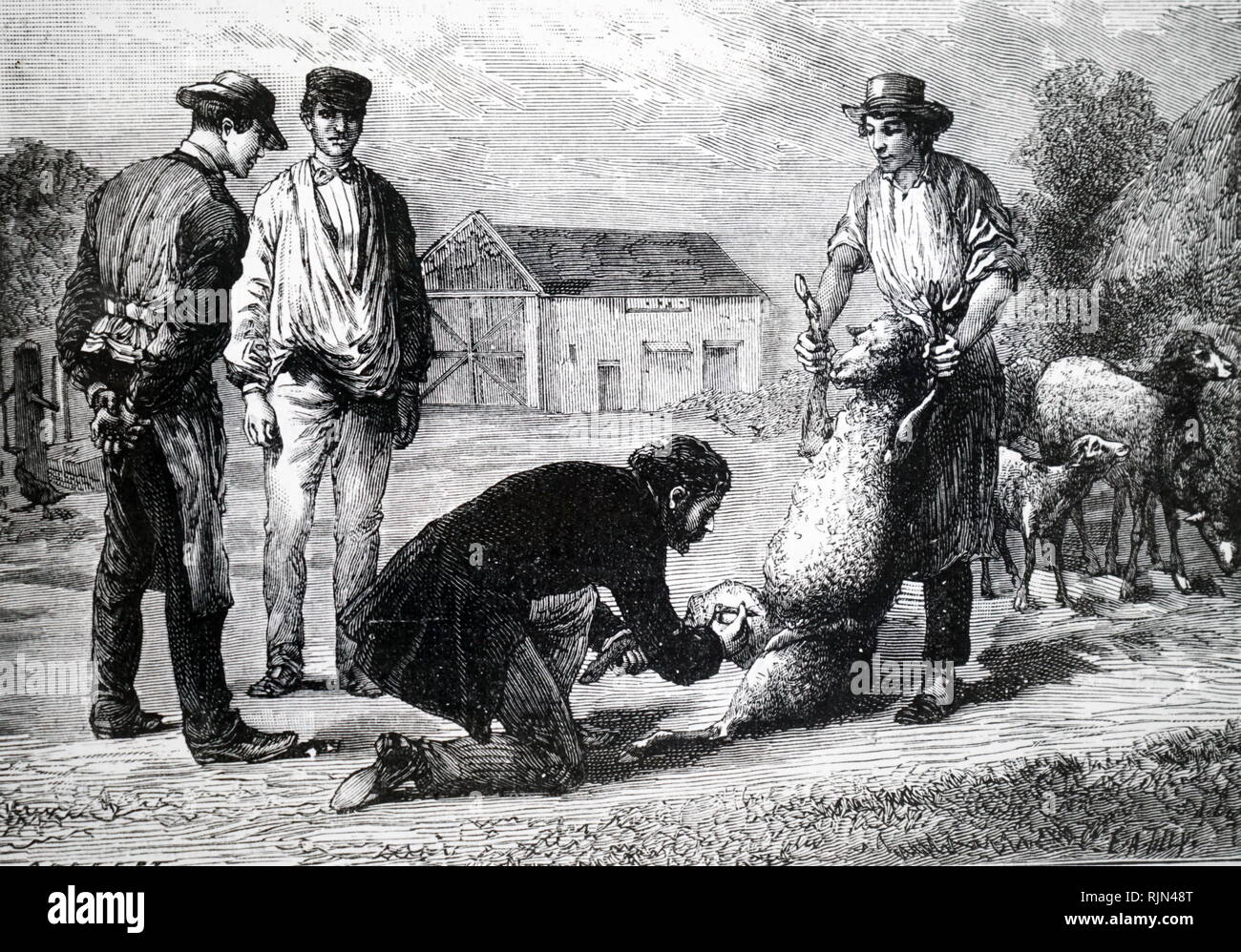 Illustration showing Dr Cartaz inoculating a sheep against anthrax ...