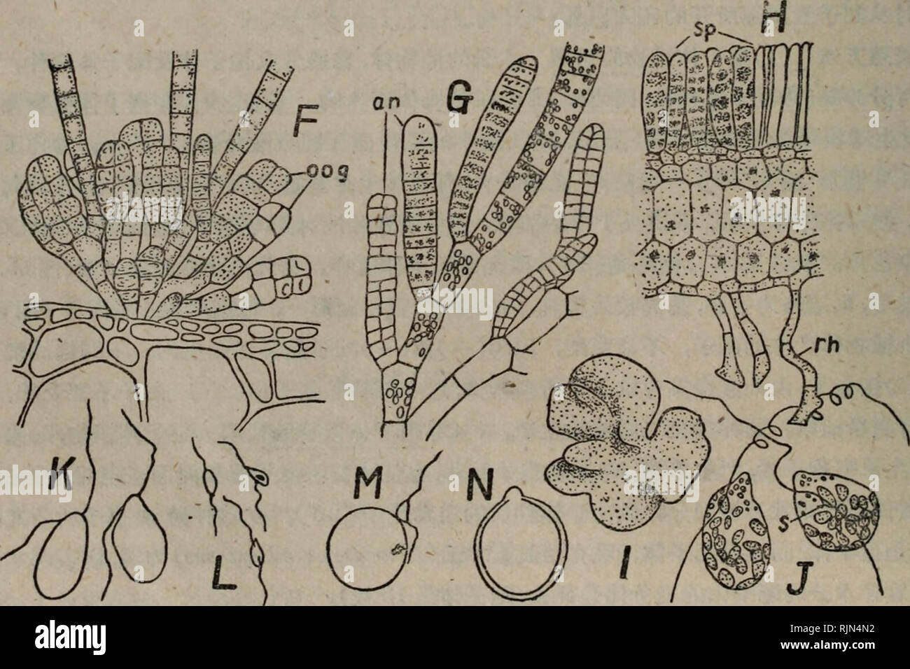 Bao Zi Zhi Wu Xing Tai Xue Botany 70 E C C Ae C C E e Aºcae A A E 1 Ae A Sa A A Ae A G e C Ae A A Mc C A Quot Quot E A Ae A Eª Quot eae I A Ae A A A Quot C C A A A E A 3a E A A Ae A Ae A Hm A I A Quot A A E A A E A