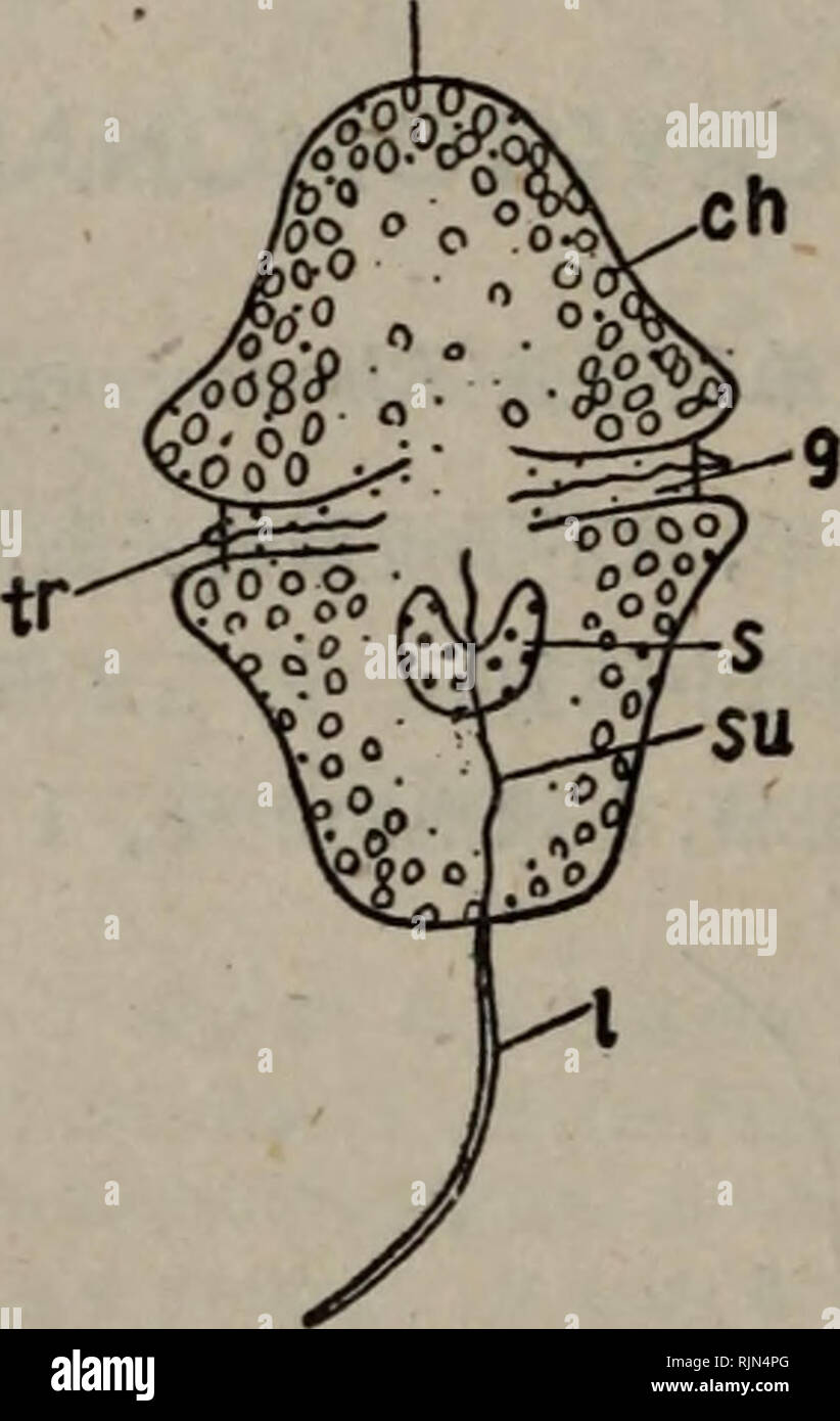 Bao Zi Zhi Wu Xing Tai Xue Botany C A C Aee C E C Dinophyceae Ae C C A Ae C C A Aeac Eaec A Ac Eae 1aeaaee A Cc e C e A Eeªae A C Caº C C Ae C Aeae Ae e E A E E Ac Ea Cae Aec C E Ae C C C ae Cº Ae I Ea 1ae A Ac I 1ae A E C Ae Bao Zi Zhi Wu Xing Tai Xue Botany C A C Aee C E C Dinophyceae Ae C C A Ae C C A Aeac Eaec A Ac Eae 1aeaaee A Cc e C e A Eeªae A C Caº C C Ae C Aeae Ae e E A E E Ac Ea Cae Aec C E Ae C C C ae Cº Ae I Ea 1ae A Ac I 1ae A E C Ae