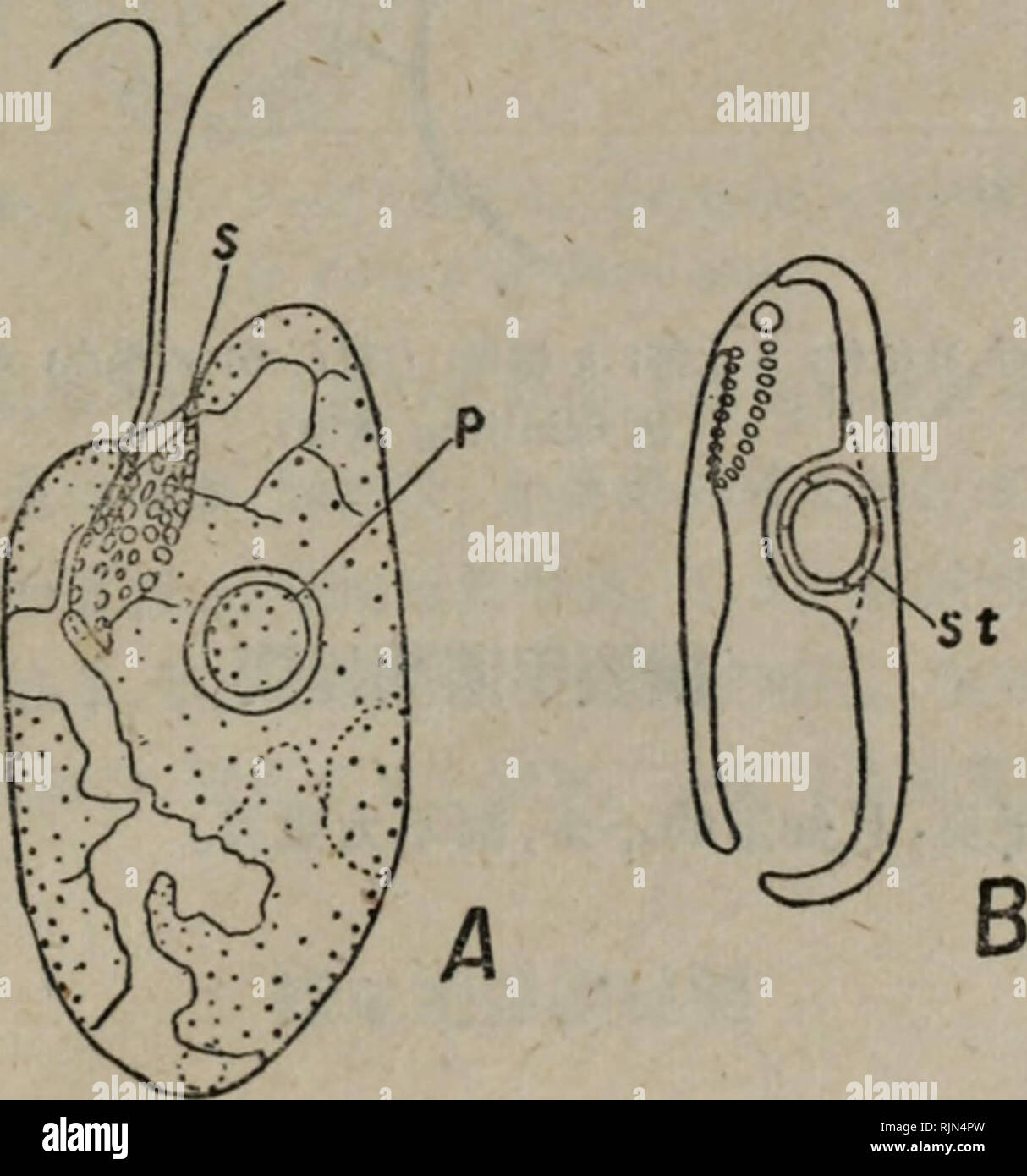 Bao Zi Zhi Wu Xing Tai Xue Botany C A C Ee C Cryptophyceae Ae C C A Ae E E C Caºae Ae eµ Ae A I C C A A A A A Ee I A C Ecaeei A Acae E Ec I Aee A Ea 2a ªi A Ea Ci A A Ae Ae A C Cae Ae E ec A Ae C Ae Ce C I A A Aee A Ac I Ae C A Aºa Cc Bao Zi Zhi Wu Xing Tai Xue Botany C A C Ee C Cryptophyceae Ae C C A Ae E E C Caºae Ae eµ Ae A I C C A A A A A Ee I A C Ecaeei A Acae E Ec I Aee A Ea 2a ªi A Ea Ci A A Ae Ae A C Cae Ae E ec A Ae C Ae Ce C I A A Aee A Ac I Ae C A Aºa Cc