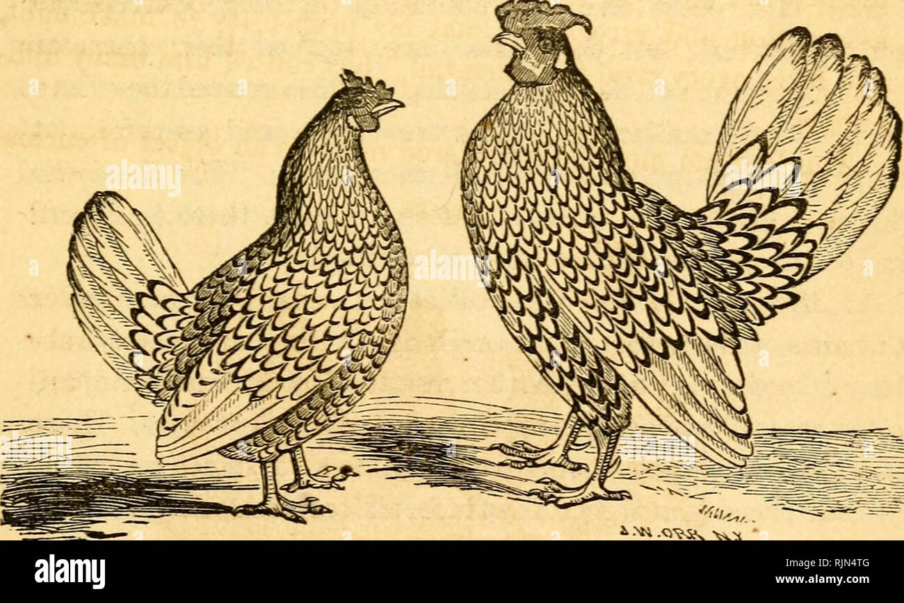 . The barnyard; a manual of cattle, horse and sheep husbandry; or, How