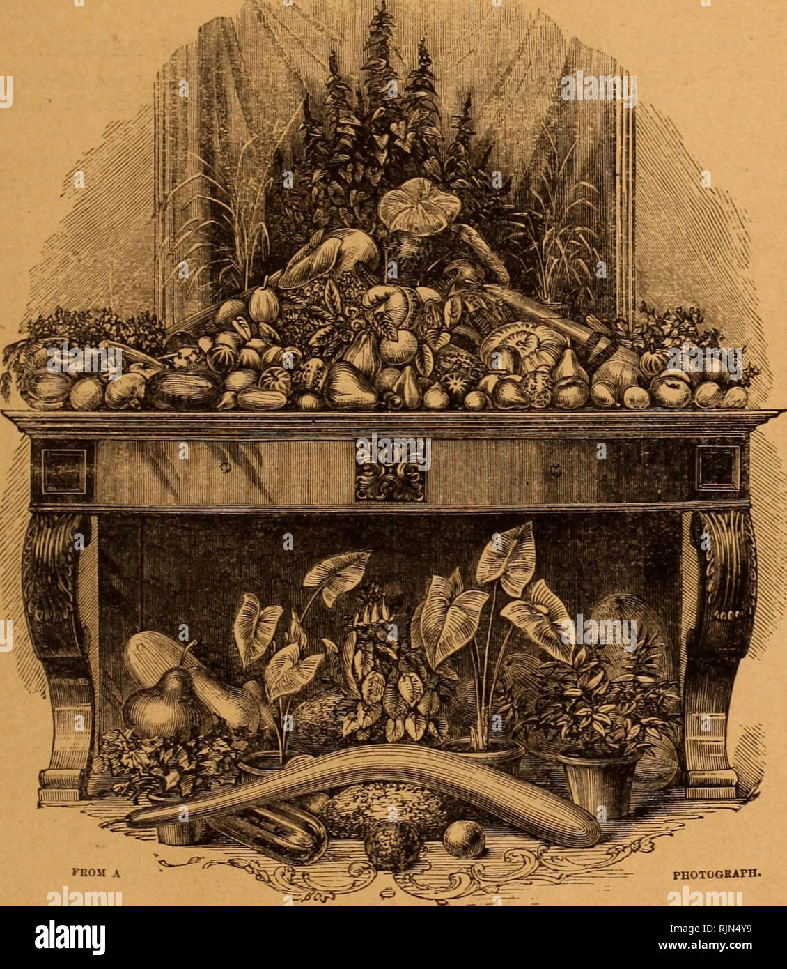 . Barr & Sugden's spring seed catalogue and guide to the flower and kitchen garden / Barr & Sugden.. Nursery Catalogue. FIEST EDITION FIFTEEN THOUSAND. BARR & SUGDEN, GUIDE TO THE FLOWER GARDEN, &c.. ruoTOOEArn. BARR & STJGDEN, SEED MERCHANTS AND FLORISTS, 12, KING STREET, COVENT GARDEN, LONDON, W.C. (opposite the Garrick Club). PRICE HALF-A-CROWN. Immediate proceedings in Chancery will be taien against all infringements of the Copyright of this 'Work, Right of Translation Reserved,. Please note that these images are extracted from scanned page images that may have been dig Stock Photo