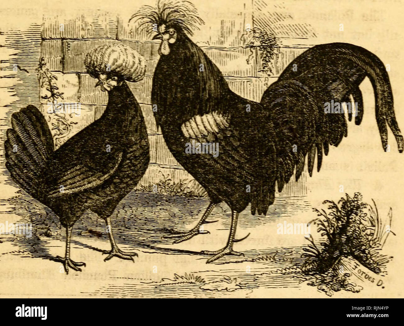 . The barnyard; a manual of cattle, horse and sheep husbandry; or, How