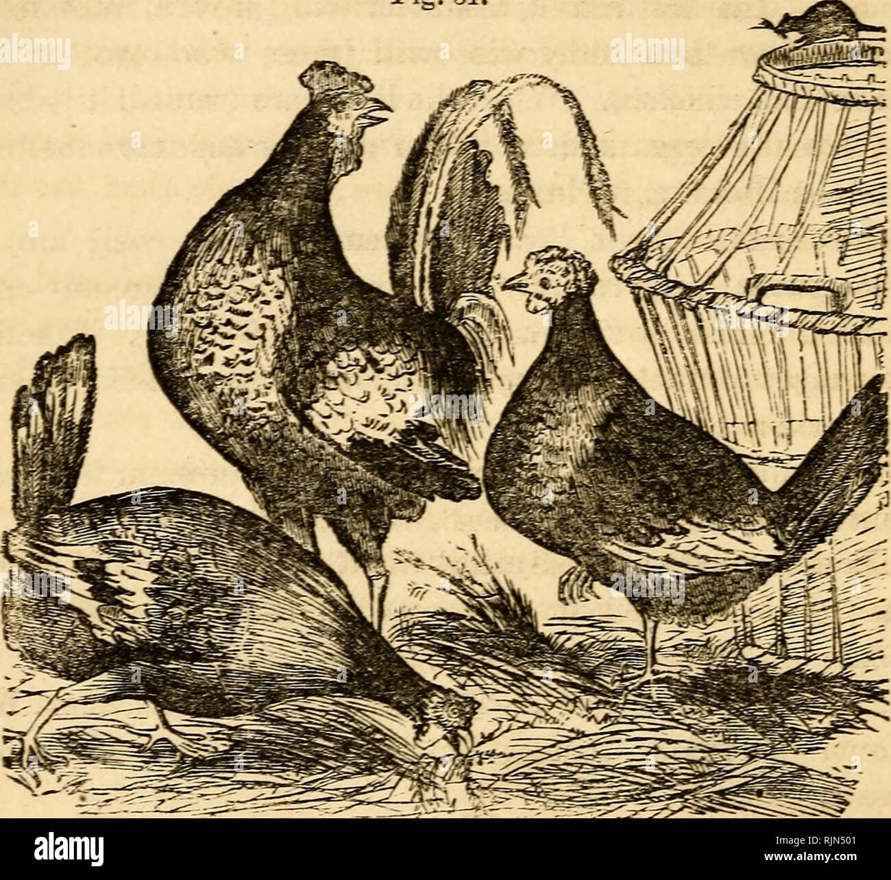 . The barnyard; a manual of cattle, horse and sheep husbandry; or, How