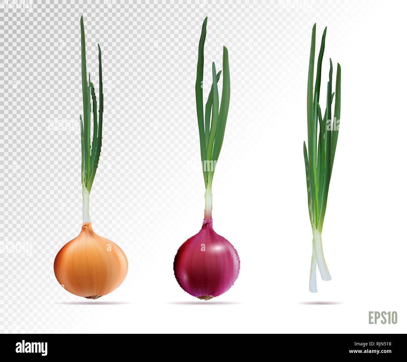 Vector Set of Fresh Whole Yellow Red Green Onion Bulbs Close up