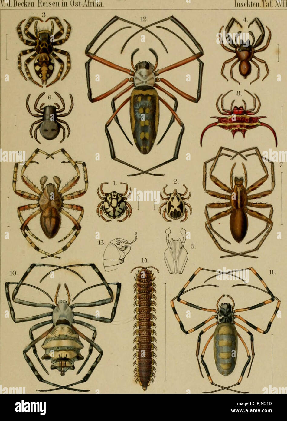 . Baron Carl Claus von der Deckens reisen in Ost-Afrika in den jahren 1859 bis 1865. Natural history. V (l.lleckeu Reisen iii Ust .Afrika. l.Ambh'oinm;i elmnieura.liprst. 1. DermaceiiUir pulrlieDus.Gerst .iPlexipiius immmularis.l'ierst. 4.Pliidippus l)uivuleiitu.s.(Terst.;') Dcjiiopi.s niriu^era.trerst.Ci.Stipliropus luiiubris.lTerst. 7. Phoiieutria decora. (lerst. S.Ga.strarantlia re.supiiiata.Oerst.D.Epi'ira baematoraera.Gerst. lO.Aryvopi' suaissima.liei-st. ll.Xi'pliila hvmeiiaiM.luTst. r.'.^'epb.suiiipluu.sa.dprst. 13. SpitostrepfiLS macrofis.Oerst. l4.Polv(lesmii.s mastophoms. Gerst.. Pl Stock Photo