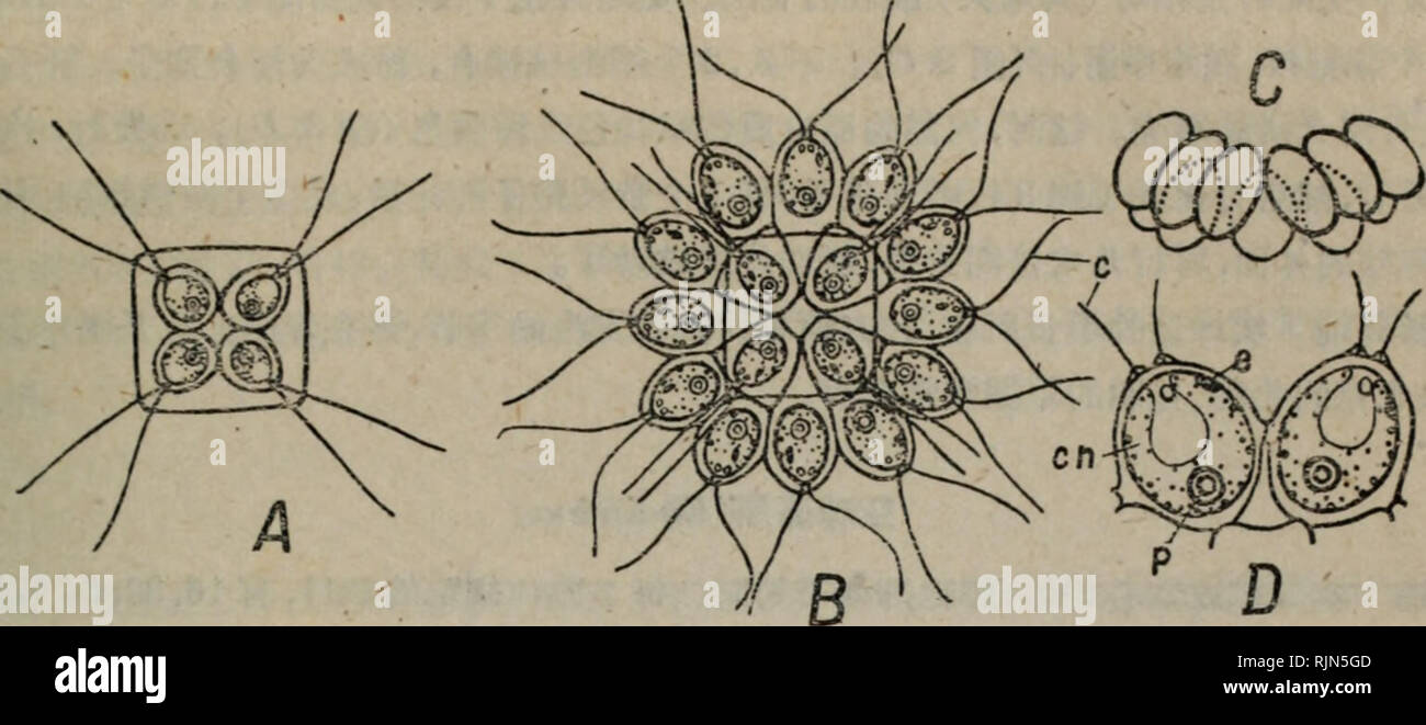 Bao Zi Zhi Wu Xing Tai Xue Botany C A Ec C M Chlorophyceie 11 S2 J A J9 Ce I C A Ma Ca E C I Z C A Ca E e A I C ºa Aee Ac Jfae I Ch Y P E C C Ai A Fritschataeª I eae A A A 4aei A Aea º1 1a 4c Ecc A e C A Ae 16aec Eci e 1a ªae