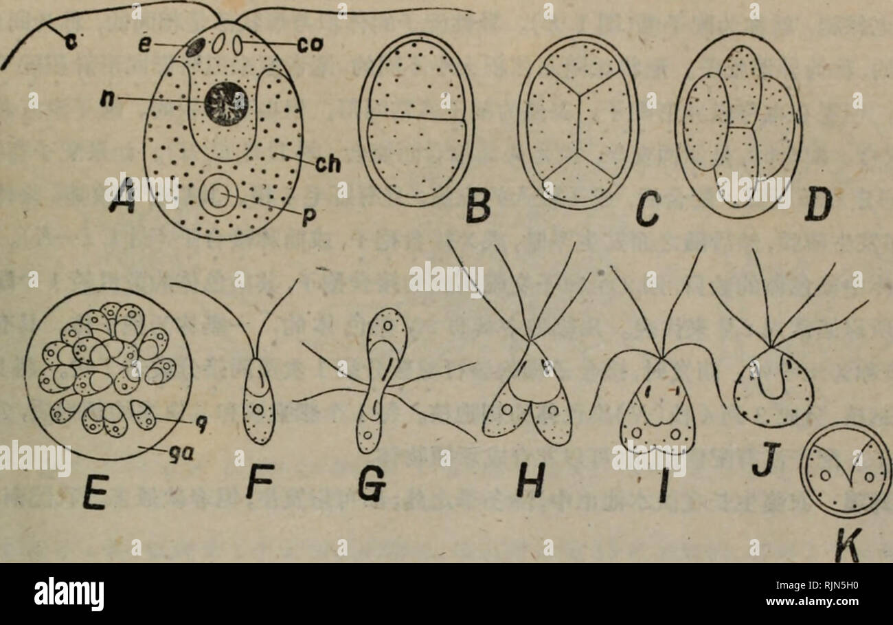 Bao Zi Zhi Wu Xing Tai Xue Botany C A C C Eae Chlorophyceae 11 Fel E E I A A A Aee C H Bad Ae Ae C I Ea I Aeae C Aei E A Ei F t I Aº S3 Jja K Ae A A Ac Aeae I A C A I N C Eae I Ae C Ae I Co Wi E Be C I I 7 E A I Go Ffla C Ai A