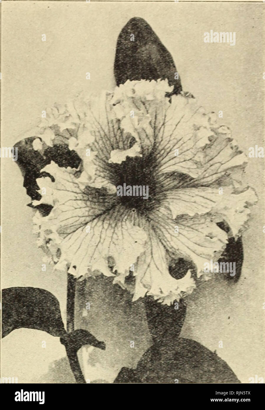 . Barnard's florists' price list : spring 1929. Seeds Catalogs; Flowers Seeds Catalogs; Nurseries (Horticulture) Catalogs; Gardening Equipment and supplies Catalogs. Type of Large-flowering fringed Petunia T. Pkt. RUDBECKIA Newmanii, Yellow. (P) S0.25 Purpurea (Giant Coneflower) .25 Laciniatus fl. p. (Golden Glow) 50 SALPIGLOSSIS. Mixed 10 Superbissima (Emperor) Azure Blue. Brown, Dark Scarlet, Rose, Violet, each .20 Emperor, large flowers, mixed 15 SAPONARIA Vaccaria Rose (excellent for cutting). Vaccaria Alba 10 Occymolds Splendens. (P) 20 SANVITALIA Procumbens. tl. pi., double Yellow — 15 S Stock Photo