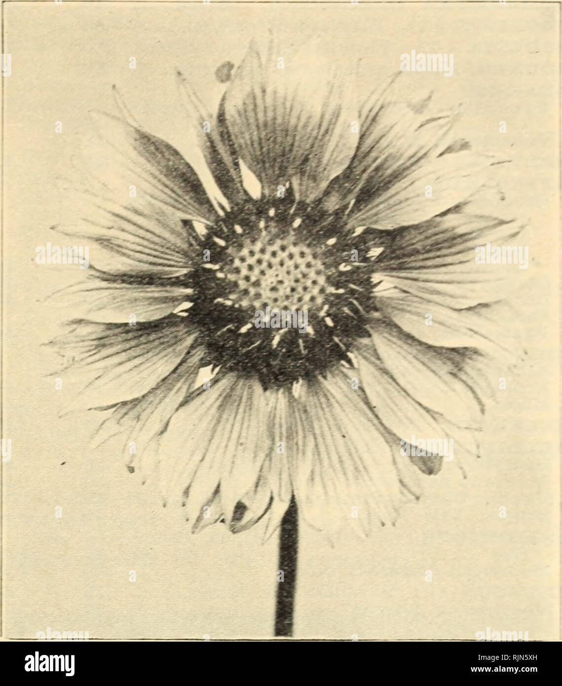 . Barnard's florists' price list : spring 1929. Seeds Catalogs; Flowers Seeds Catalogs; Nurseries (Horticulture) Catalogs; Gardening Equipment and supplies Catalogs. Gaillarclia Grandiflora, &quot;Dazzler.&quot; T. Pkt. DIANTHUS. Hardy Perennial Pinks. Plumarius, Double White SO.35 Plumarius. Single (Pheasant's Ey^i .15 20 50 .15 .20 .25 .10 Plumarius, Double. Mixed Dianthus Allwoodi Dianthus Latifolius Atrococcineus DICTAMNUS. (P). (Gas Plant)  .. Dictamnus, Red, -VI bus. each DIDISCUS COERULEUS. Lavender Lace Flower (A). Has long stems, useful for cutting. Sow seed where plants are to bloom  Stock Photo