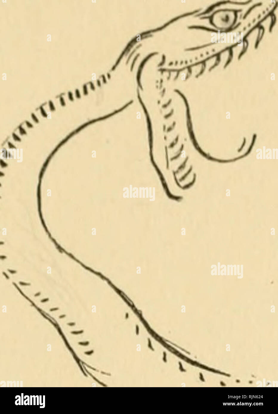 . Bannertail; the story of a gray squirrel. Squirrels. Banneriail within the measured length. Sprang with his rows of teeth agape, clinched on her neck, and in a trice the heavy coils, tense with energy, ridged with muscle, flash- lapped around her neck and loins, gripped in an awful grip, while the lithe, live scaly tail wrapped round a branch to anchor both killer and victim to the place. One shriek of ^'Qua/^ another fainter, and a final gasp, and no more sound from Nyek- nyek. But she struggled, a hopeless, helpless struggle. The mother saw it all. Fear of that terrible Snake was forgotten Stock Photo