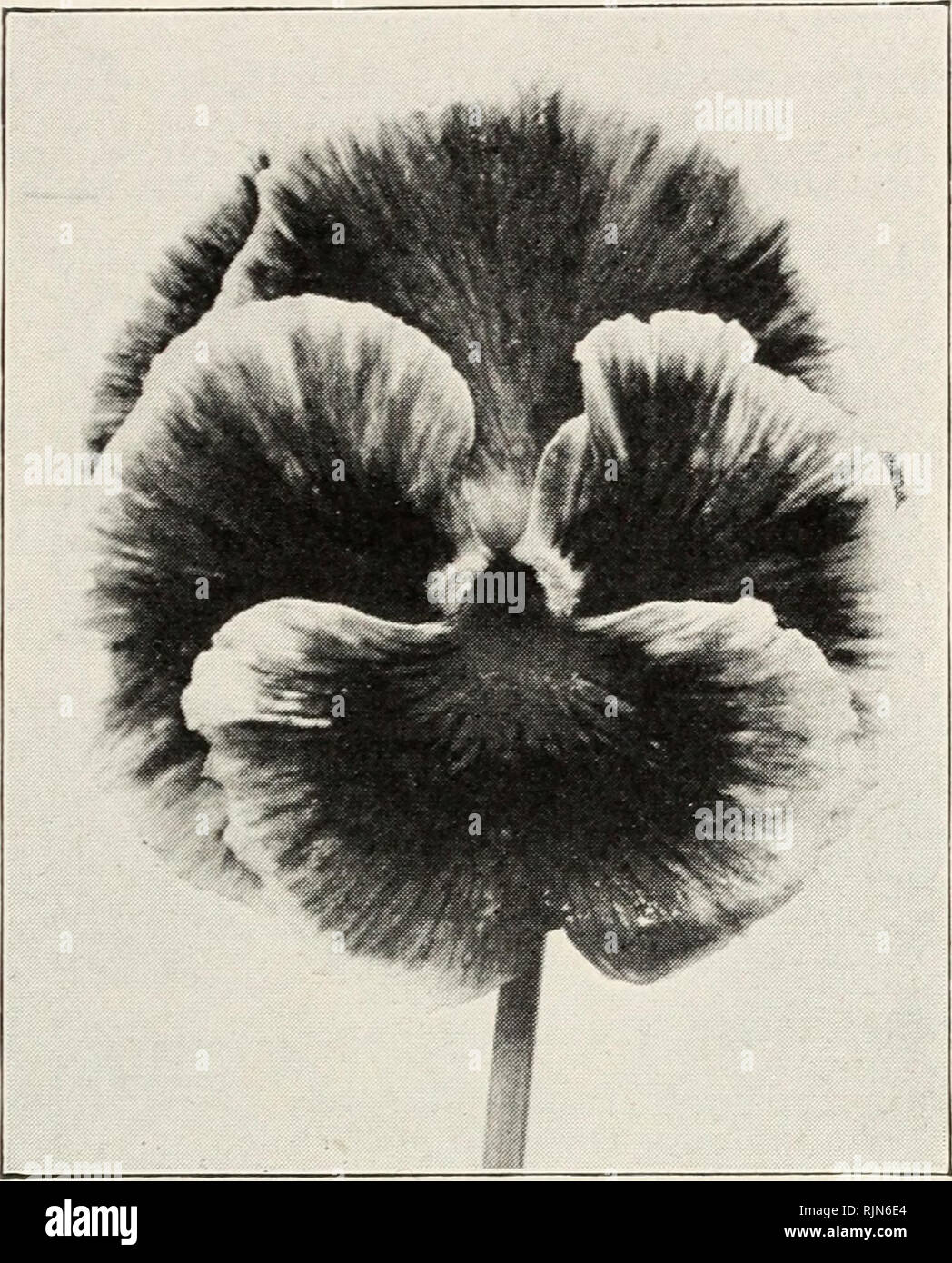 . Barnard's 1925 wholesale florist catalog : flower seeds supplies bulbs. Seeds Catalogs; Flowers Seeds Catalogs; Nurseries (Horticulture) Catalogs; Gardening Equipment and supplies Catalogs. Barnard's Florists' Price List—Spring, 1925 13 T. Pkt. Oz. NICOTIANA Affinis hybrids $0.10 $0.40 Sanderea hybrids. Carmine-red 10 .50 NIGEZ.I.A (A). Miss Jekyll. Long- stemmed flowers of a clear corn- flower-blue; good cut flower 15 .30 Mixed 10 .20 ansies. Type of Barnard's Florists Mixture Take care of the weakest looking seedlings, as they usually give the finest flowers. BABNABD'S &quot;PLORISTS&quot; Stock Photo