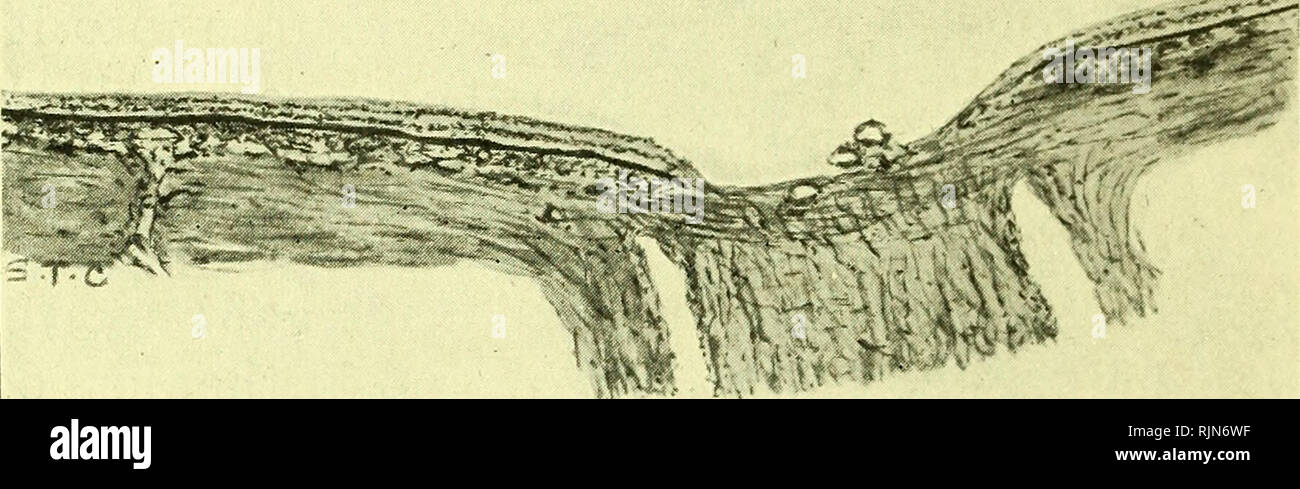 . Pathology and bacteriology [electronic resource]. Ophthalmology; Eye ...