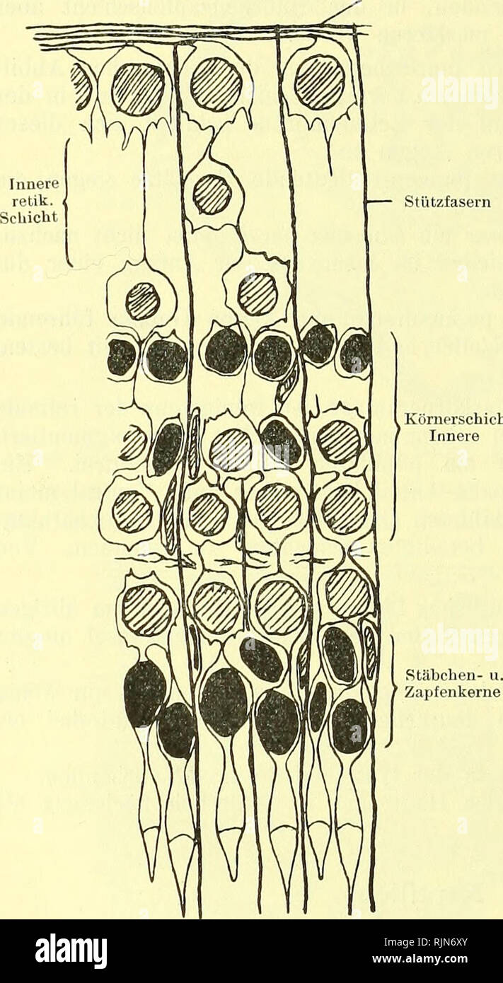 Membrana interna hires stock photography and images Alamy