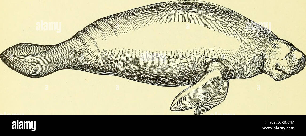 . Elementary text-book of zoology [electronic resource]. Zoology. 550