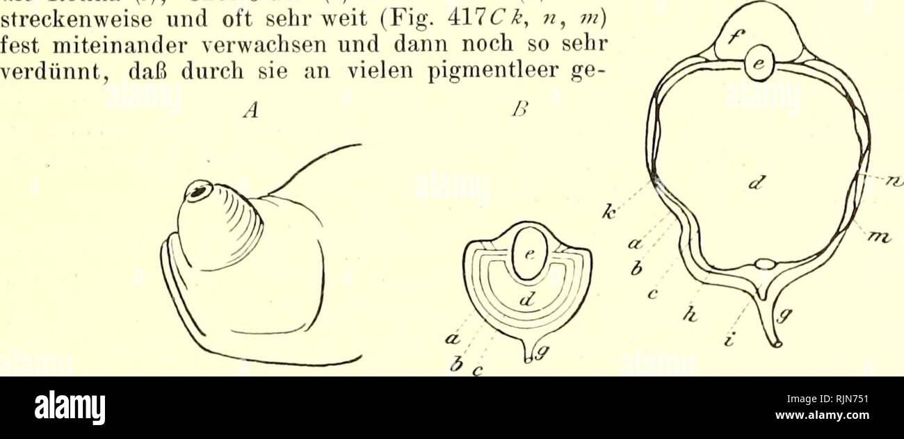 Brutale Zwangsaufblöcke