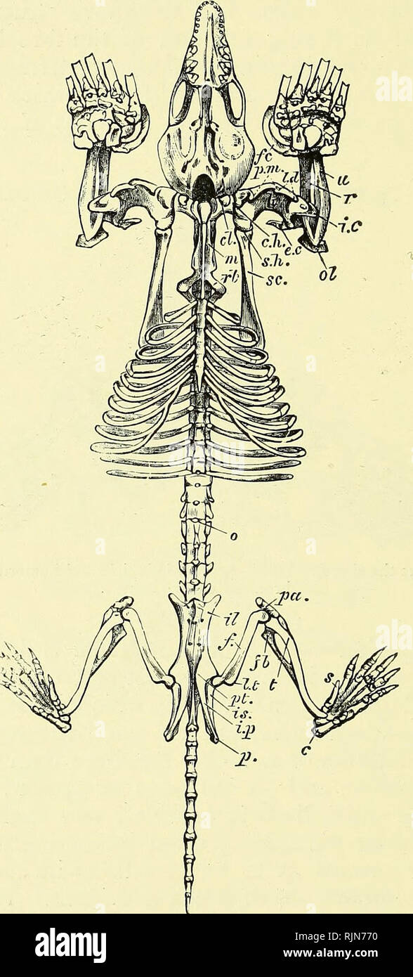 . Elementary text-book of zoology [electronic resource]. Zoology. 5^8 CHORD AT A Fig. 326.—Ventral View of Skeleton of Mole x ^. (From Flower and Lyddeker.). c.A., Articulation of humerus with c/., clavicle; s.h., ditto with scapula; e.c, external condyle of humerus ; femur ; fb., fibula ; fc, falciform bone; h;, humerus iL, left ilium ; ramus of ilium and pubes ; Id., ridge of latissimus dorsi muscle Lt., lesser trochanter ; manubrium terni; pfu., ridge of pectoralis major muscle pL, pectineal ridge ; rb., first rib; 5., plantar sesamoid of hind-limb; A, tibia.. Please note that these images  Stock Photo