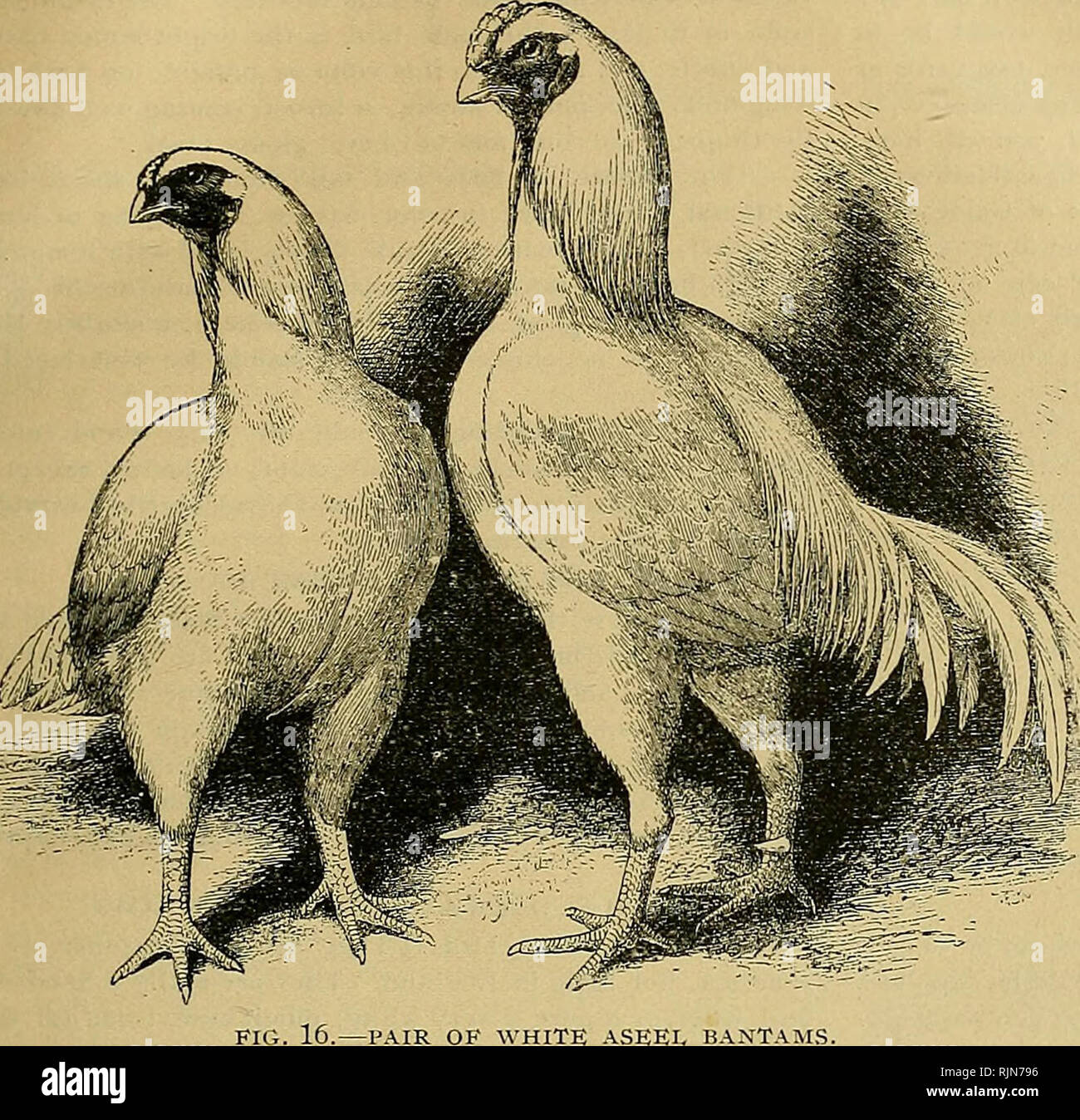 Bantam Chickens Vs Standard