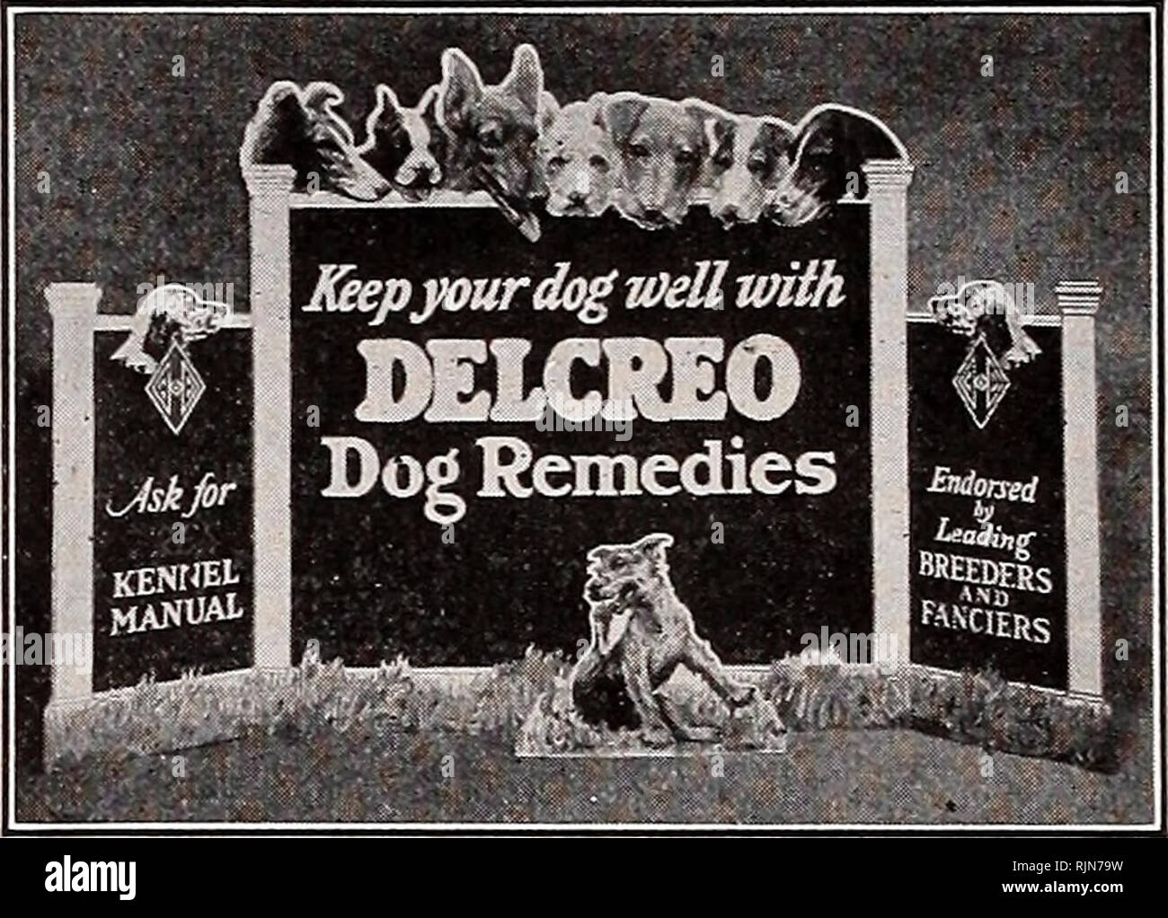 . Bailey's seeds : above them all. Page 66 BAILEY'S ANNUAL SPRING CATALOG FOR 1931 Bailey's Dog Food Remedies and The latest and most successful means of combating disease among animals. Never fails when administered in time and according to directions. Used and recommended by the leading breeders and fanciers. The reputation which Delcreo Dog Remedies has gained throughout the United States is a sufficient guarantee of their excellence. COMPLETE LINE OF DEL- CREO DOG REMEDIES DELCREO. For distemper, pneumonia, black tongue, colds, diarrhoea, auto-in- toxication and other diseases of germ orig Stock Photo
