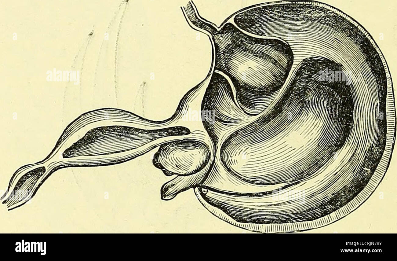 . Elementary text-book of zoology [electronic resource]. Zoology. CHORD ...
