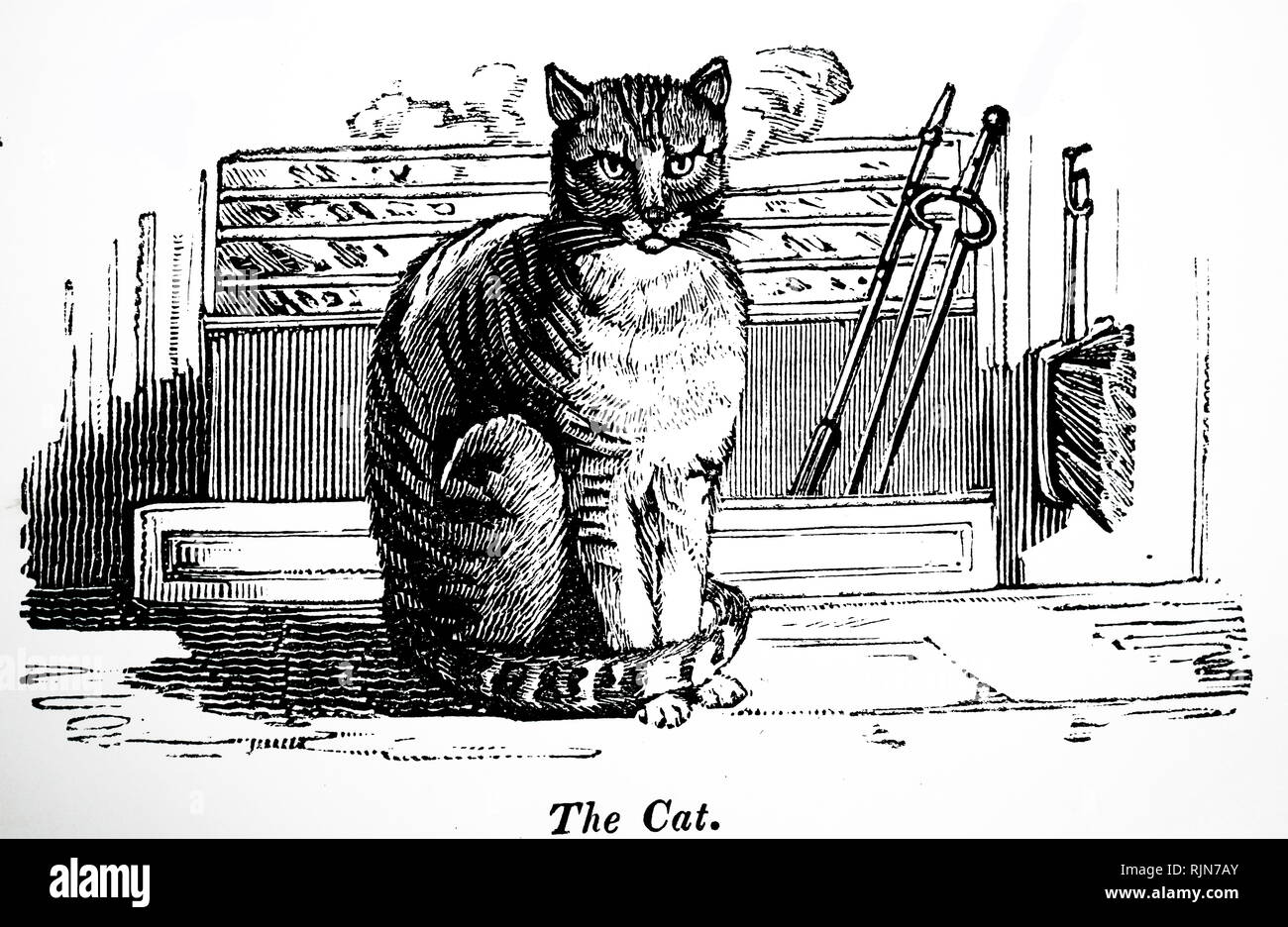 Fire Cat Stock Photos Fire Cat Stock Images Alamy - 